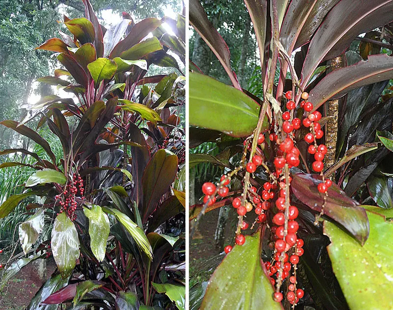 Hawaiian Ti Plant (Cordyline Terminalis) — consider placing it as a focal point or in groups to achieve a lush; enchanting both the client and, image 56