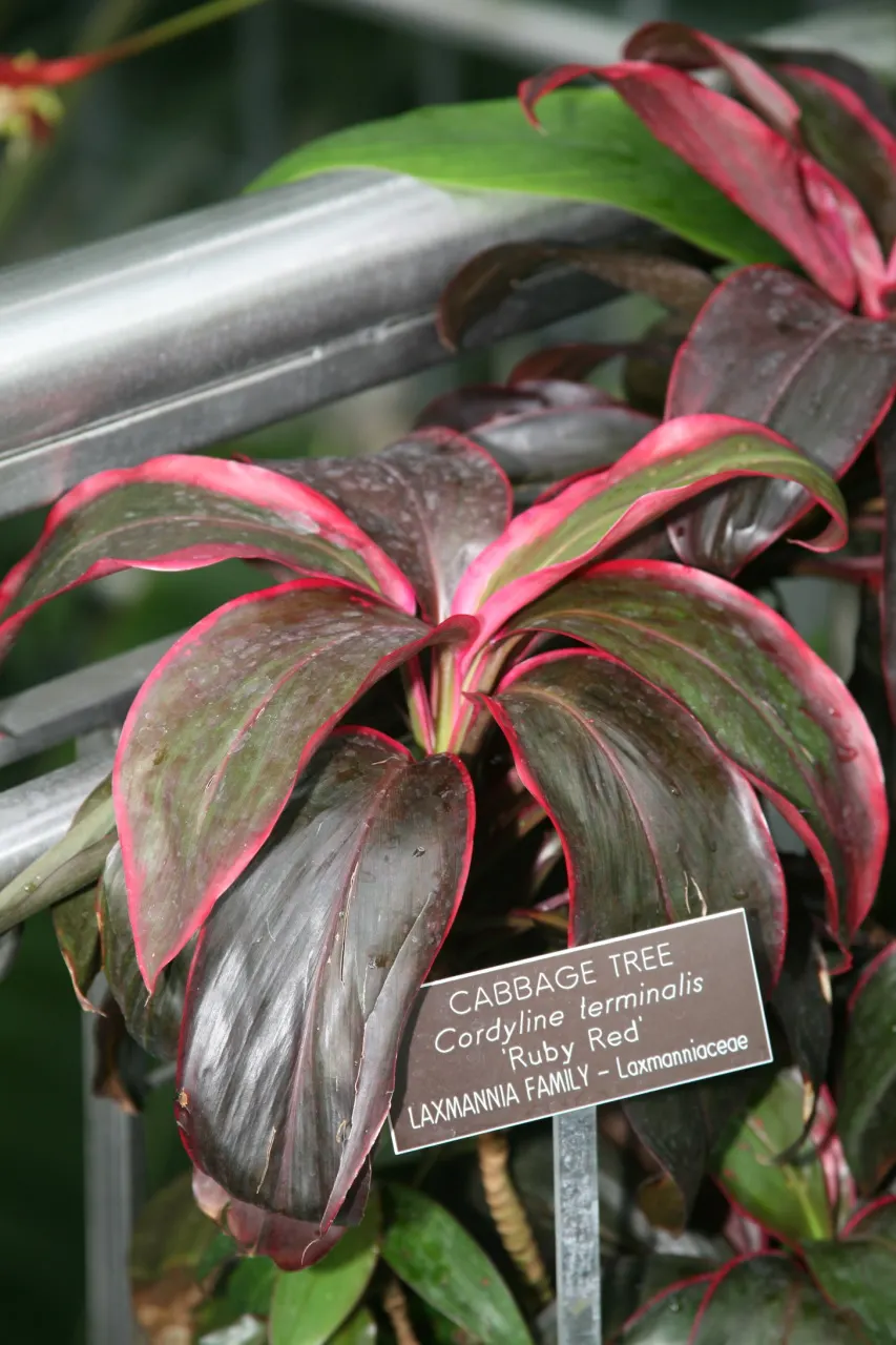 Hawaiian Ti Plant (Cordyline Terminalis) — Prefers indirect sunlight, growing 3-10 ft high and 2-4 ft wide at maturity, image 198