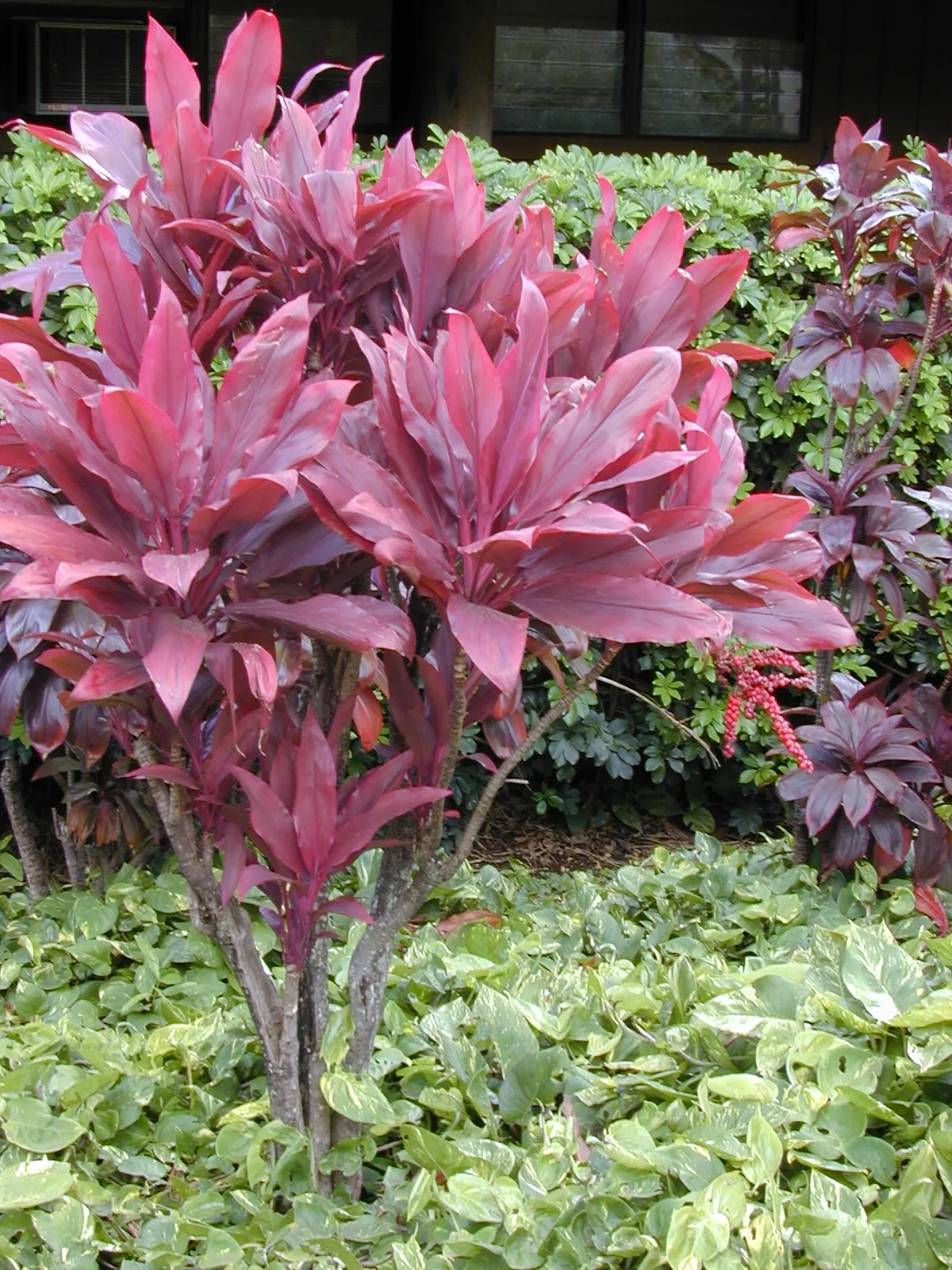 Hawaiian Ti Plant (Cordyline Terminalis) — vibrant leaves arching 1-2 ft long; consider placing it as a focal point or in groups to achieve a lush, image 137