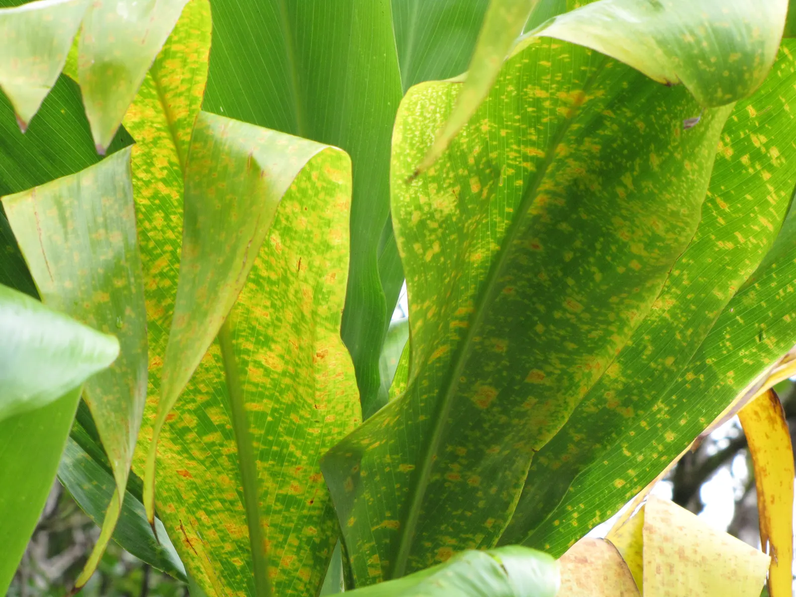 Hawaiian Ti Plant (Cordyline Terminalis) — Prefers indirect sunlight, growing 3-10 ft high and 2-4 ft wide at maturity, image 18
