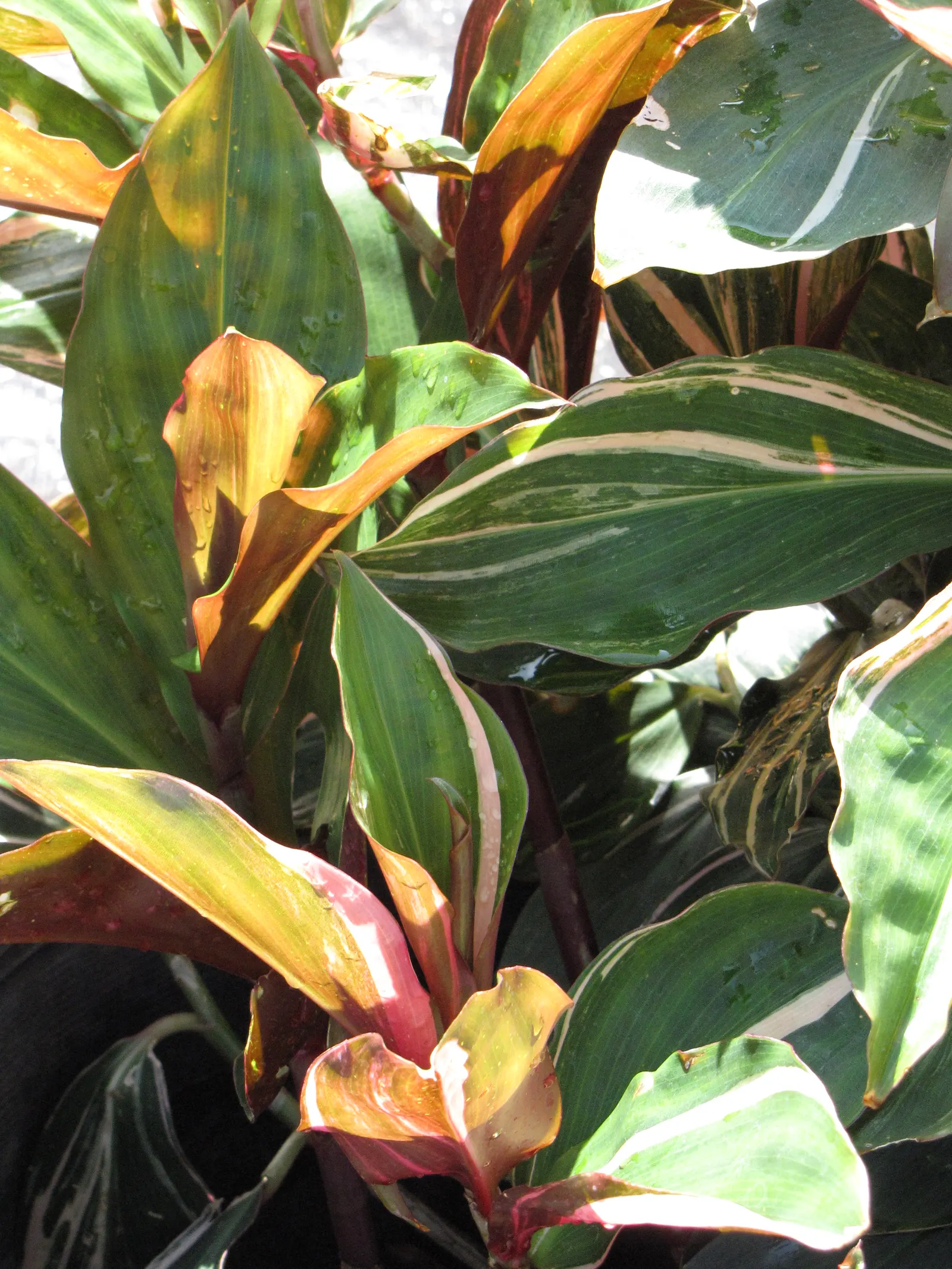 Hawaiian Ti Plant (Cordyline Terminalis) — vibrant leaves arching 1-2 ft long; consider placing it as a focal point or in groups to achieve a lush, image 167