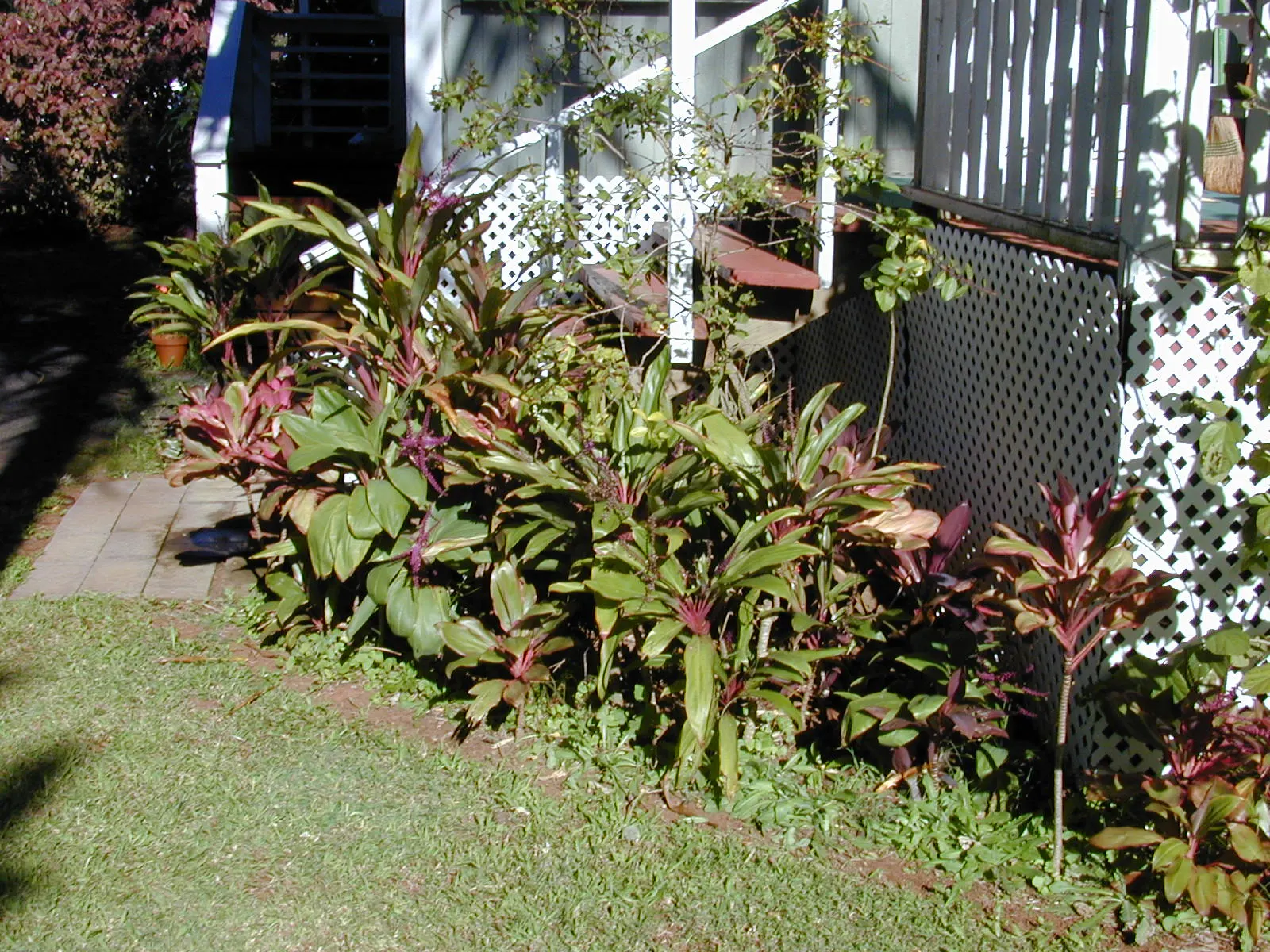 Hawaiian Ti Plant (Cordyline Terminalis) — The foliage presents in a stunning array of hues, image 83