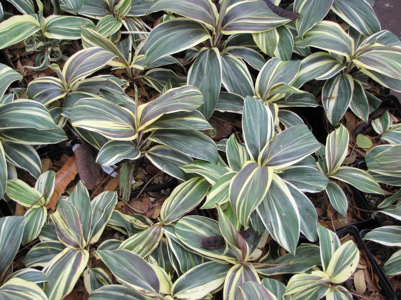 Hawaiian Ti Plant (Cordyline Terminalis) — imbues tropical flair with its evergreen
