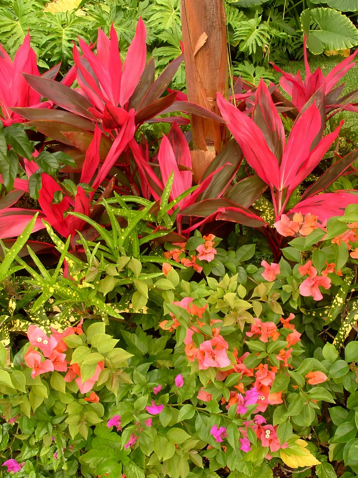 Hawaiian Ti Plant (Cordyline Terminalis) — this resilient and low-maintenance plant can become a captivating feature, image 163