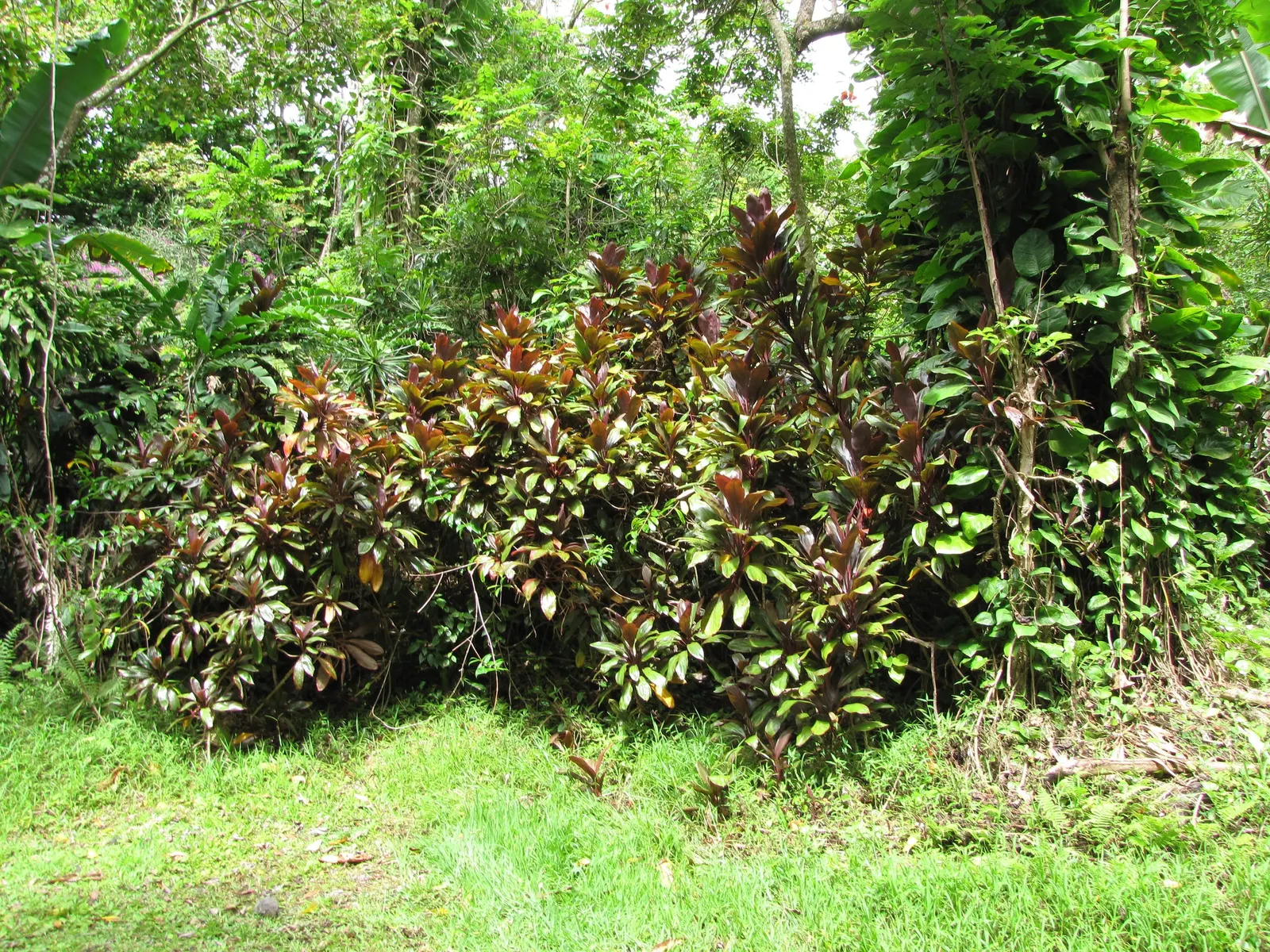 Hawaiian Ti Plant (Cordyline Terminalis) — Excellent for statement bordering or container planting, offering year-round foliage interest; from deep, image 201