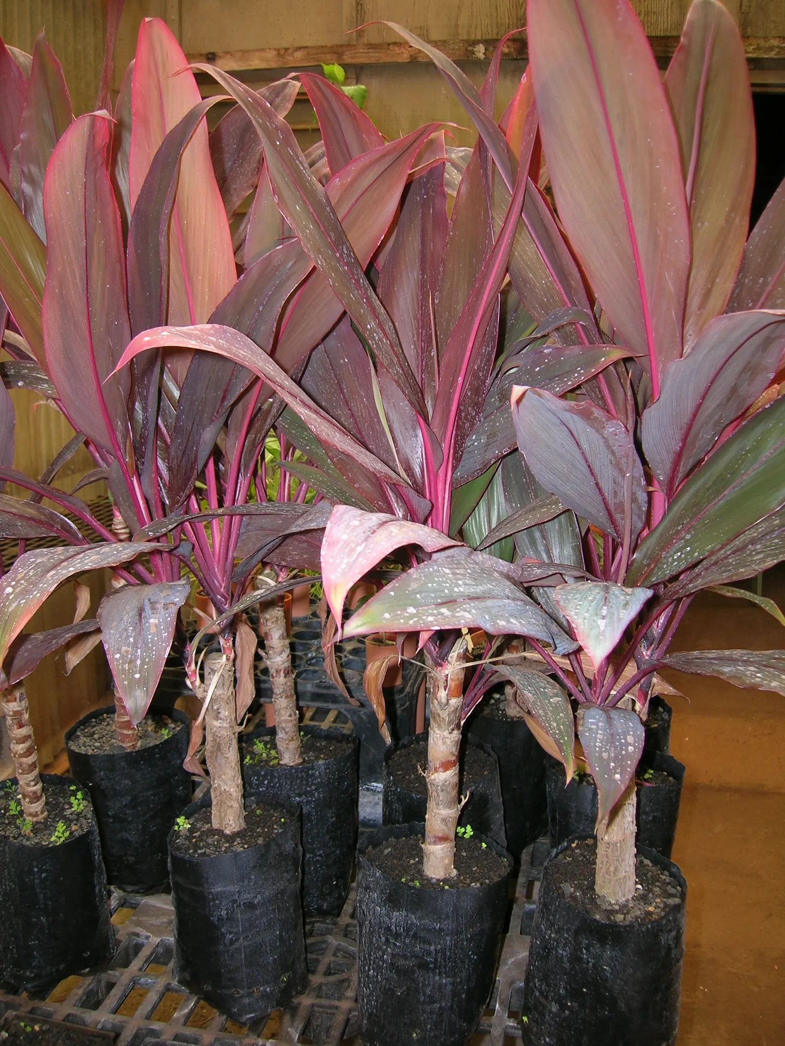 Hawaiian Ti Plant (Cordyline Terminalis) — consider placing it as a focal point or in groups to achieve a lush; enchanting both the client and, image 191
