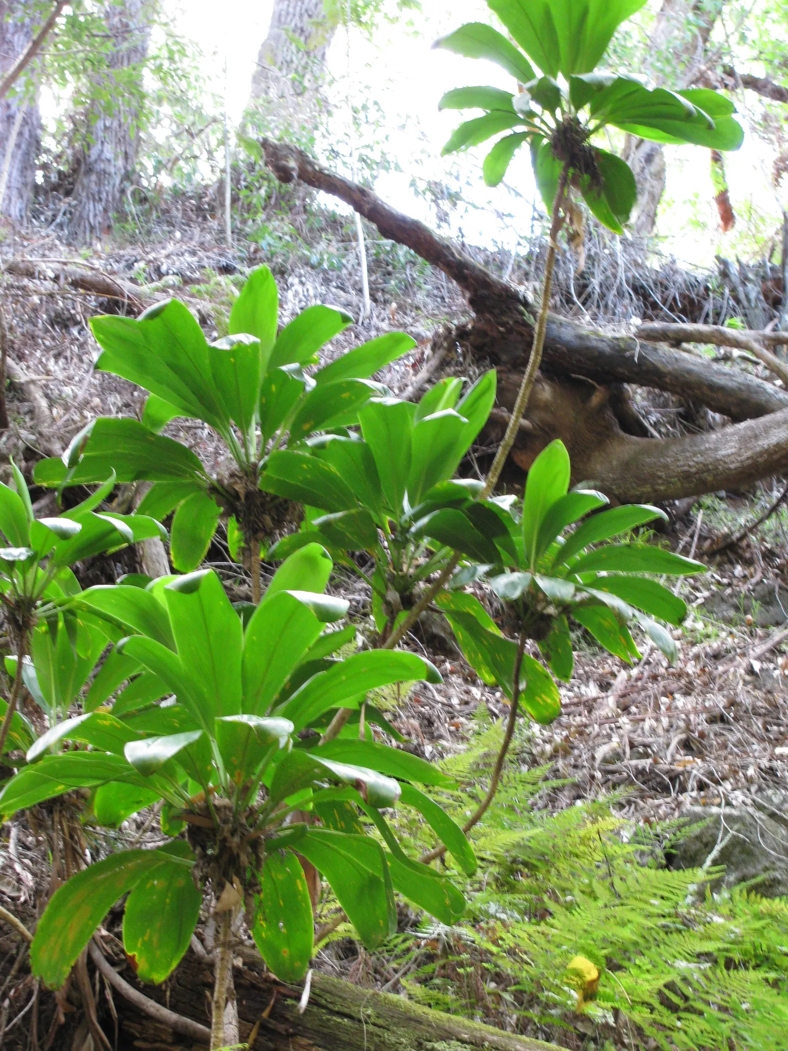 Hawaiian Ti Plant (Cordyline Terminalis) — perennial for full or half; regular watering to maintain evenly moist soil and an application of a, image 195