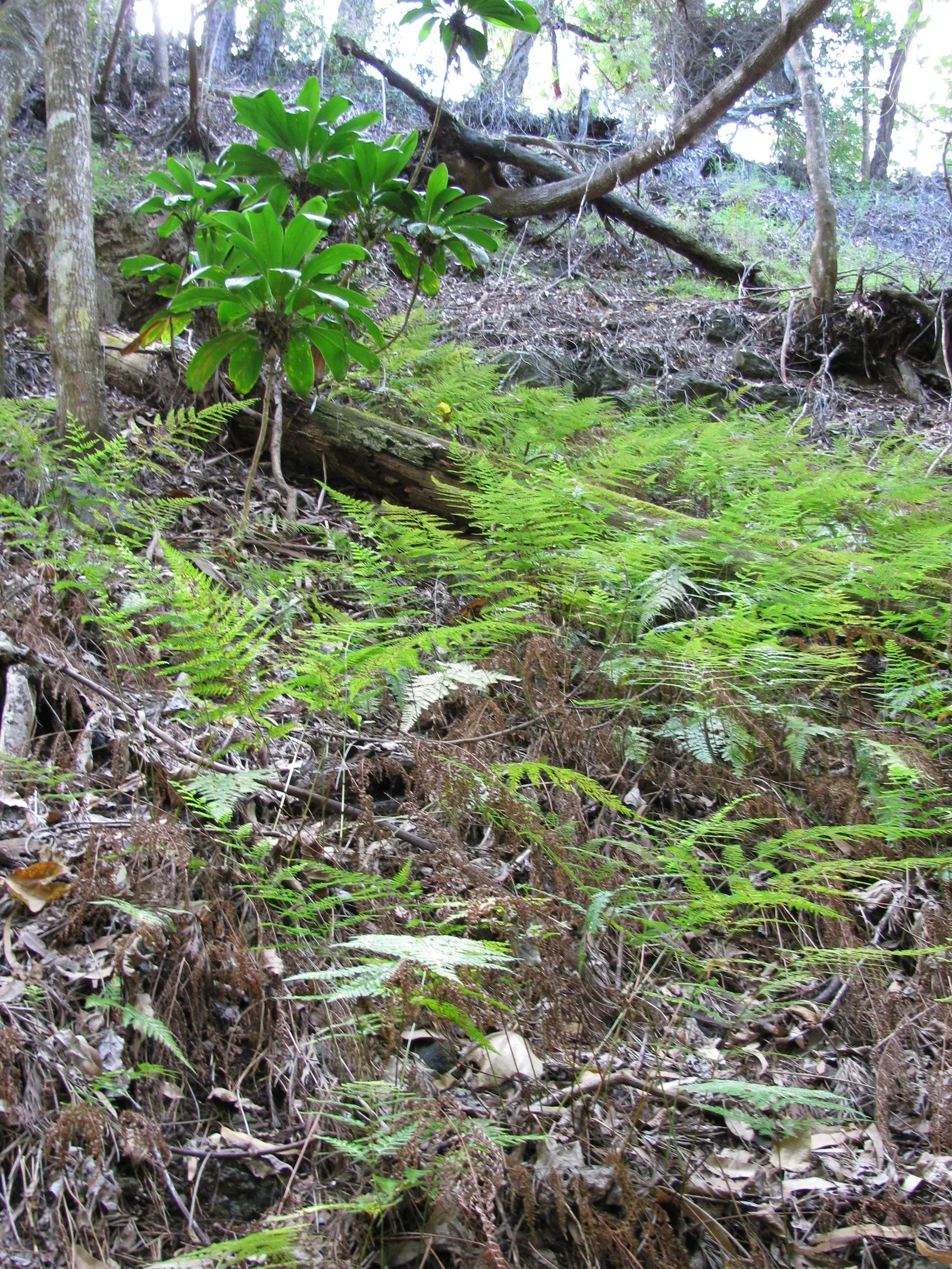 Hawaiian Ti Plant (Cordyline Terminalis) — indicating suitability for warmer climates or as a houseplant in cooler regions; cordyline fruticosa, image 100