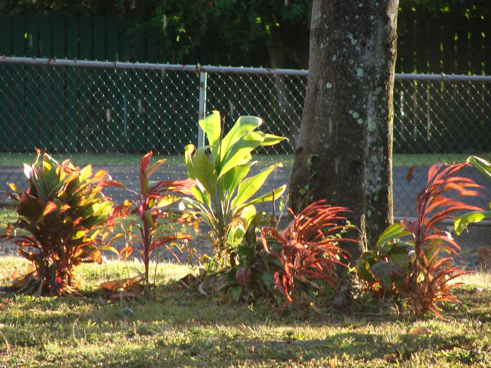 Hawaiian Ti Plant (Cordyline Terminalis) — Regular watering to maintain evenly moist soil and an application of a balanced; excellent for statement, image 117