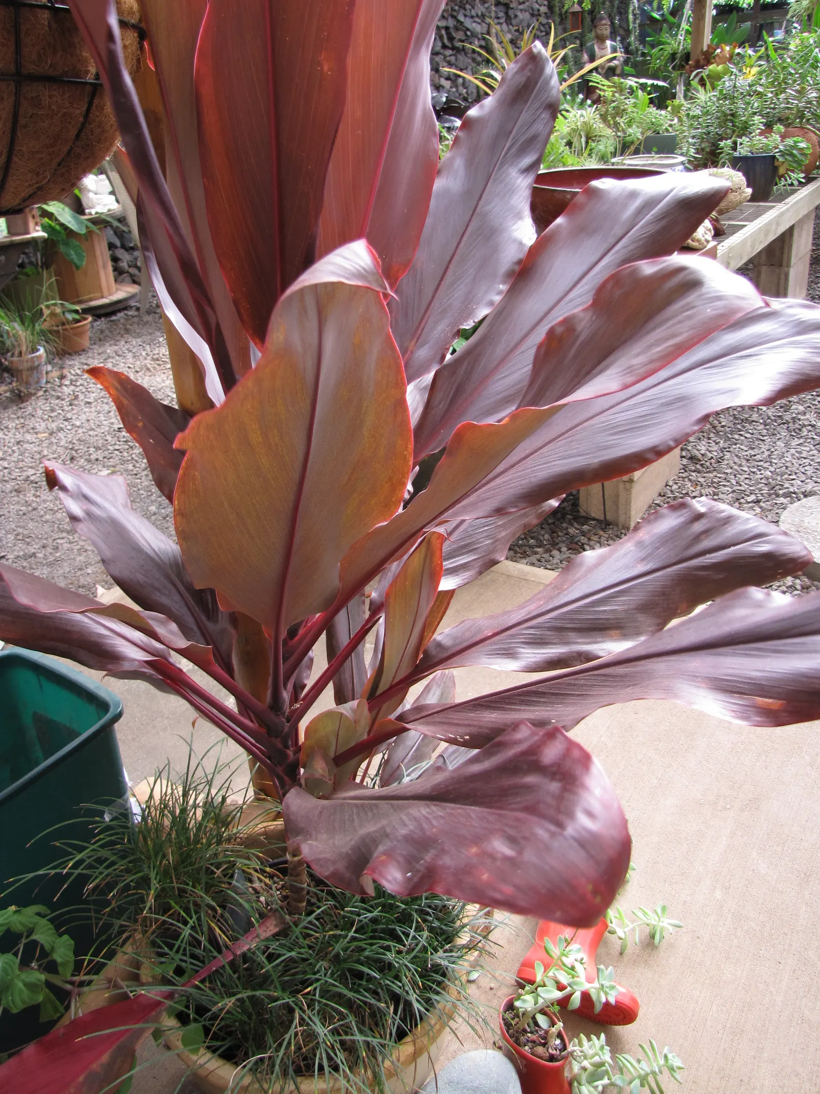 Hawaiian Ti Plant (Cordyline Terminalis) — This striking accent thrives in well-drained soil with moderate water; indicating suitability for warmer, image 139