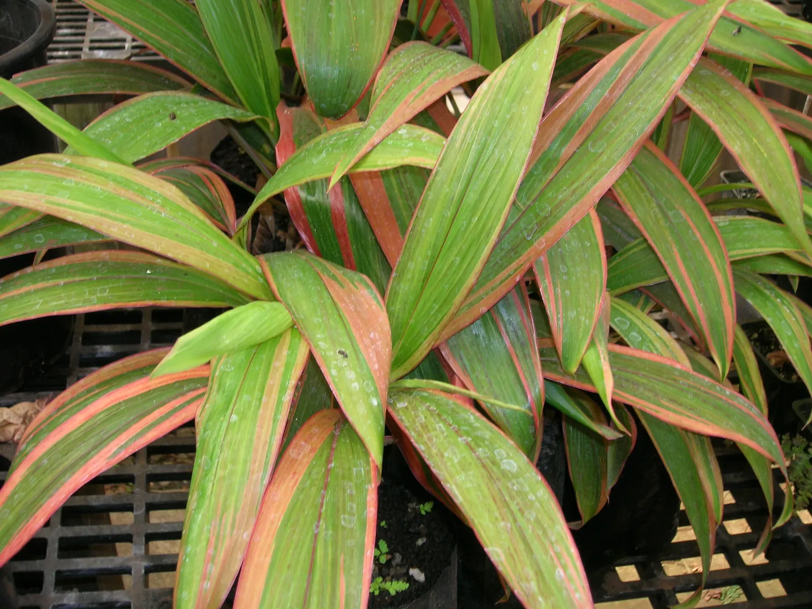 Hawaiian Ti Plant (Cordyline Terminalis) — This striking accent thrives in well-drained soil with moderate water; indicating suitability for warmer, image 64