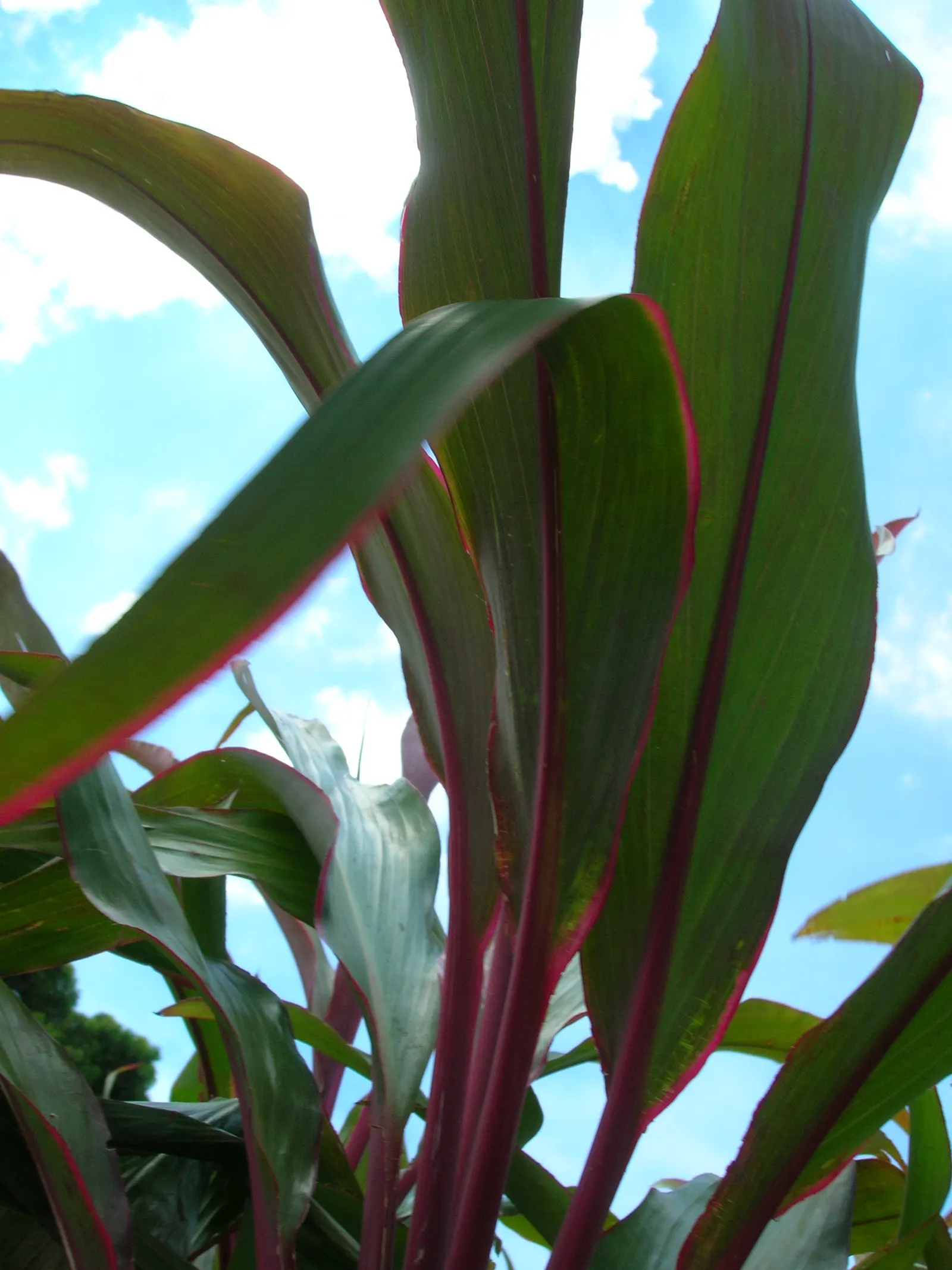 Hawaiian Ti Plant (Cordyline Terminalis) — Seasonal blooms, purple or white, appear atop 1 ft stalks; vibrant leaves arching 1-2 ft long, image 95