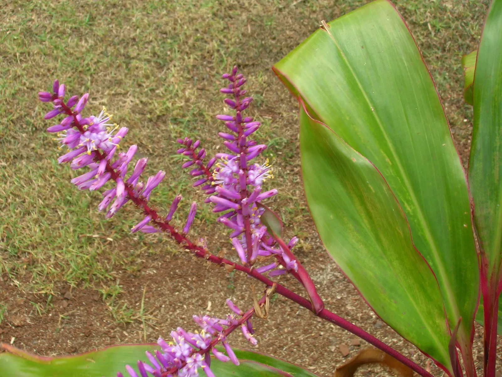 Hawaiian Ti Plant (Cordyline Terminalis) — Cordyline fruticosa (formerly known as Cordyline terminalis); imbues tropical flair with its evergreen
