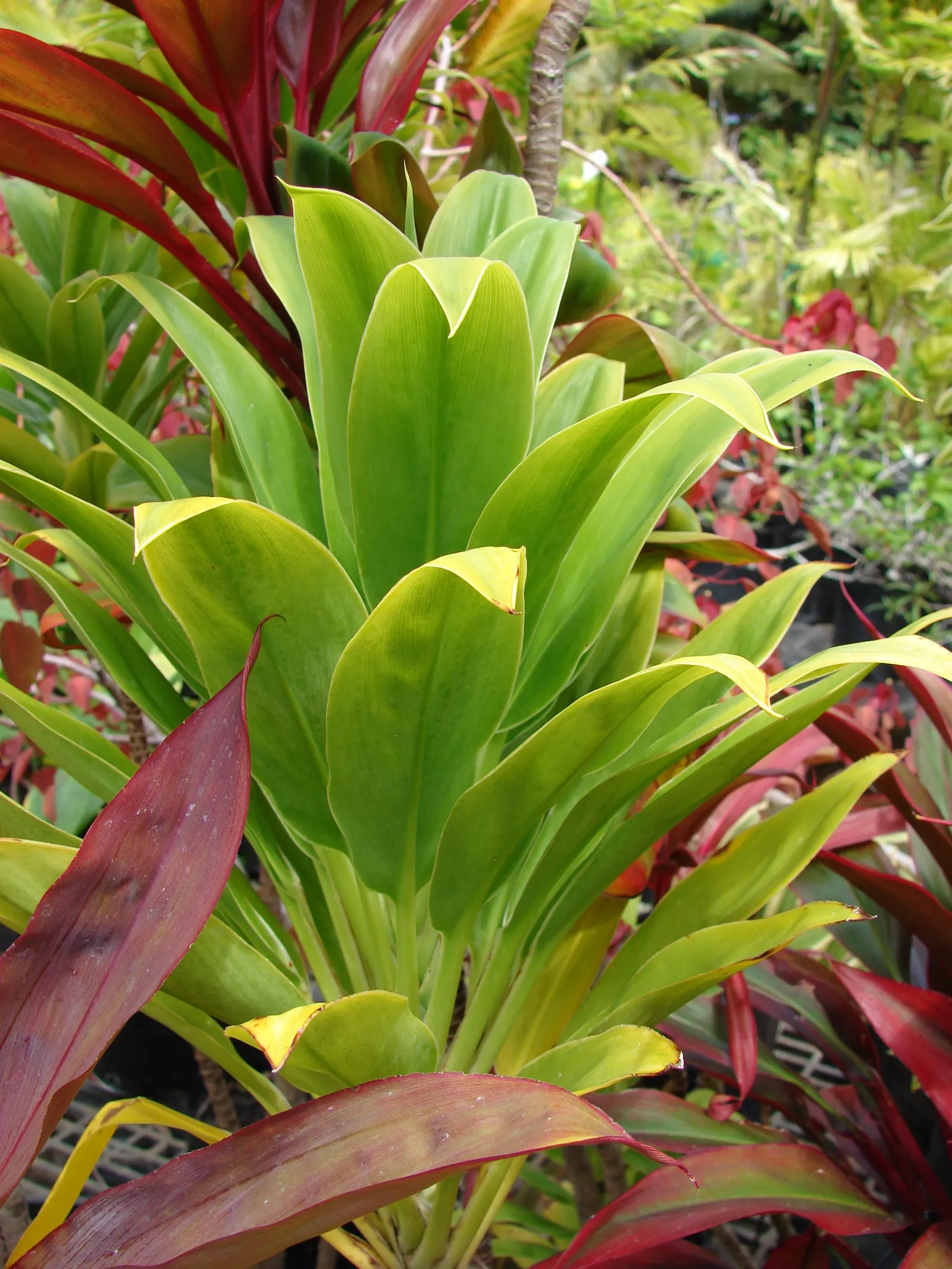 Hawaiian Ti Plant (Cordyline Terminalis) — indicating suitability for warmer climates or as a houseplant in cooler regions