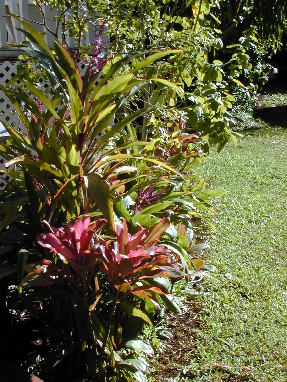 Hawaiian Ti Plant (Cordyline Terminalis) — imbues tropical flair with its evergreen; this striking accent thrives in well-drained soil with, image 136