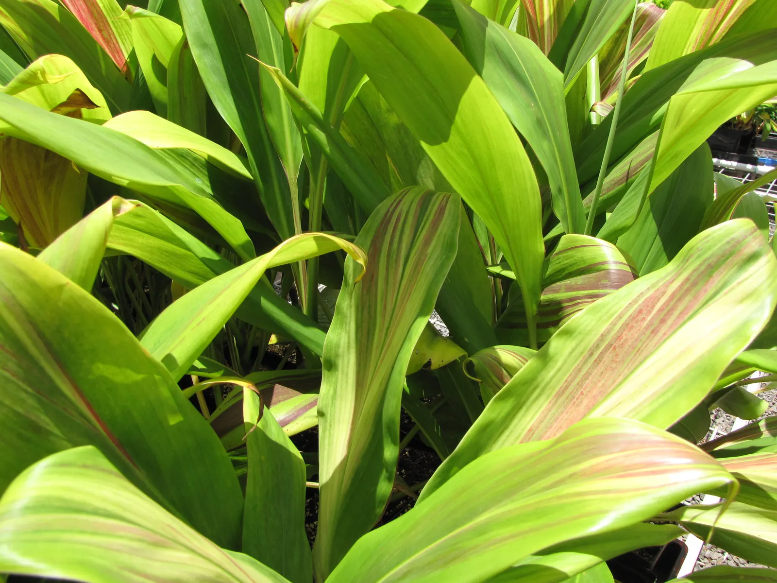 Hawaiian Ti Plant (Cordyline Terminalis) — Regular watering to maintain evenly moist soil and an application of a balanced; excellent for statement, image 57