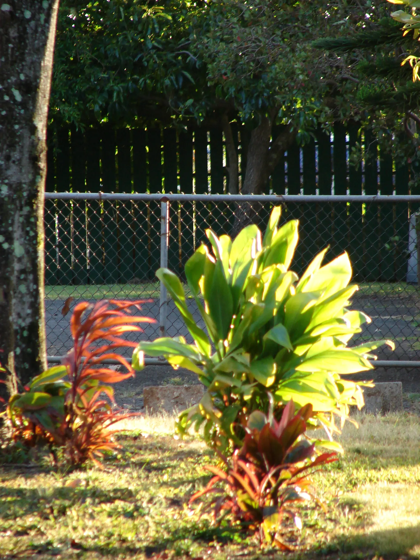 Hawaiian Ti Plant (Cordyline Terminalis) — vibrant leaves arching 1-2 ft long; consider placing it as a focal point or in groups to achieve a lush, image 197