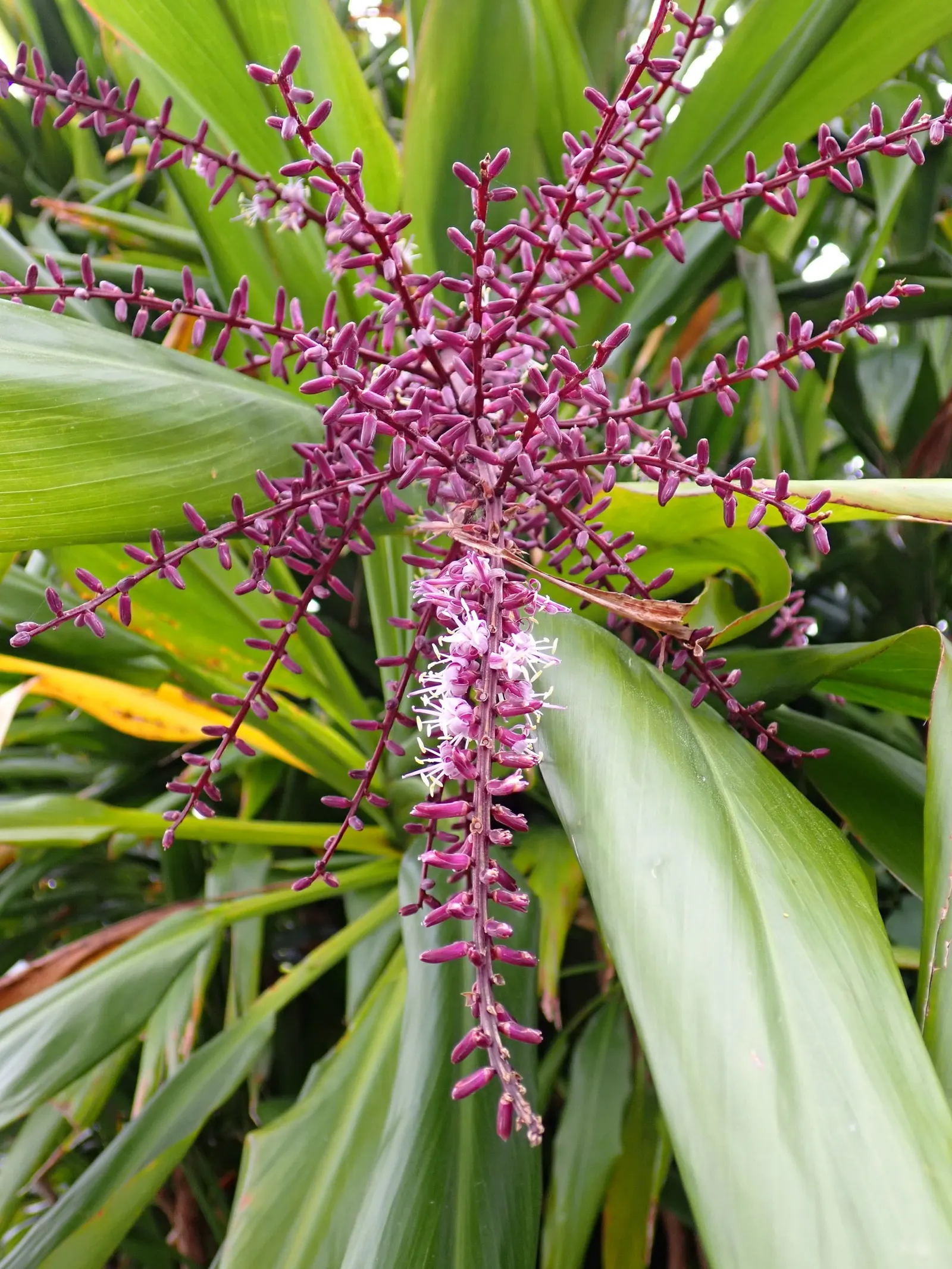 Hawaiian Ti Plant (Cordyline Terminalis) — Cordyline fruticosa (formerly known as Cordyline terminalis); imbues tropical flair with its evergreen, image 97