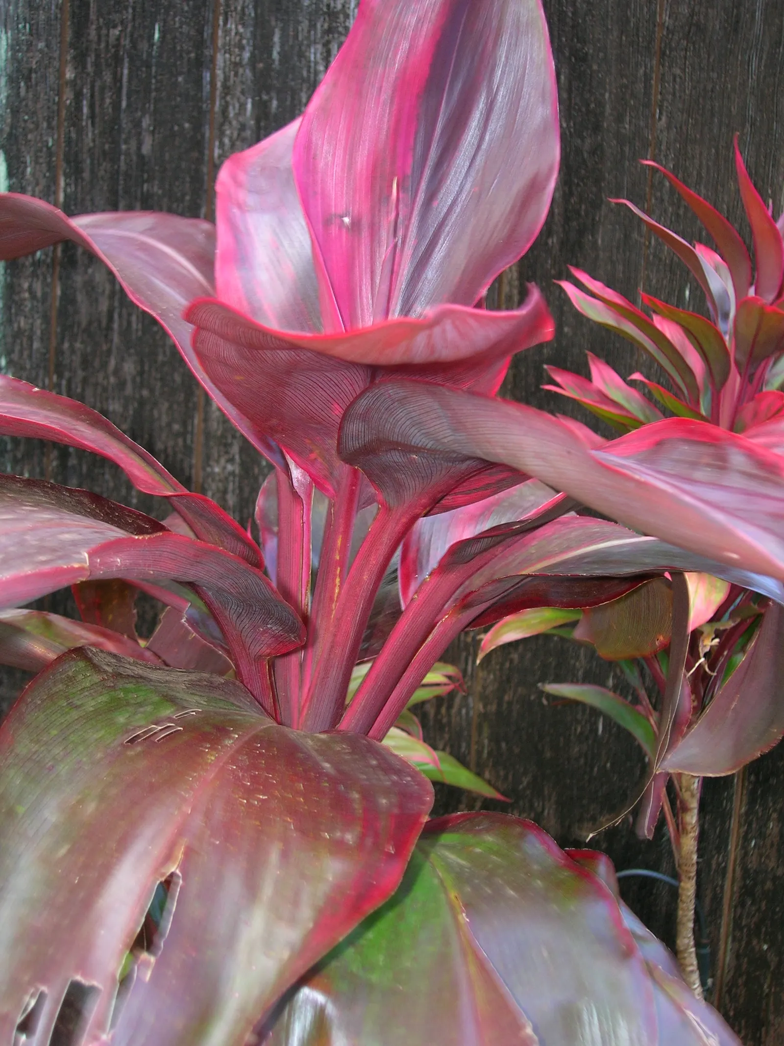 Hawaiian Ti Plant (Cordyline Terminalis) — vibrant leaves arching 1-2 ft long; consider placing it as a focal point or in groups to achieve a lush, image 62