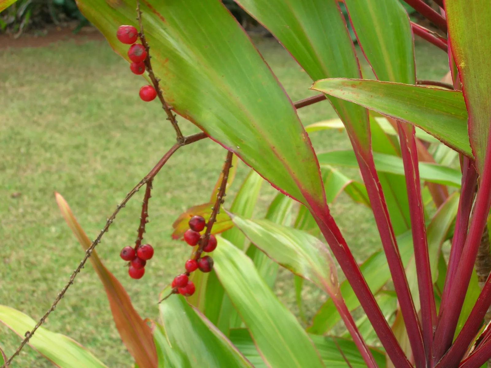 Hawaiian Ti Plant (Cordyline Terminalis) — Seasonal blooms, purple or white, appear atop 1 ft stalks; vibrant leaves arching 1-2 ft long, image 155