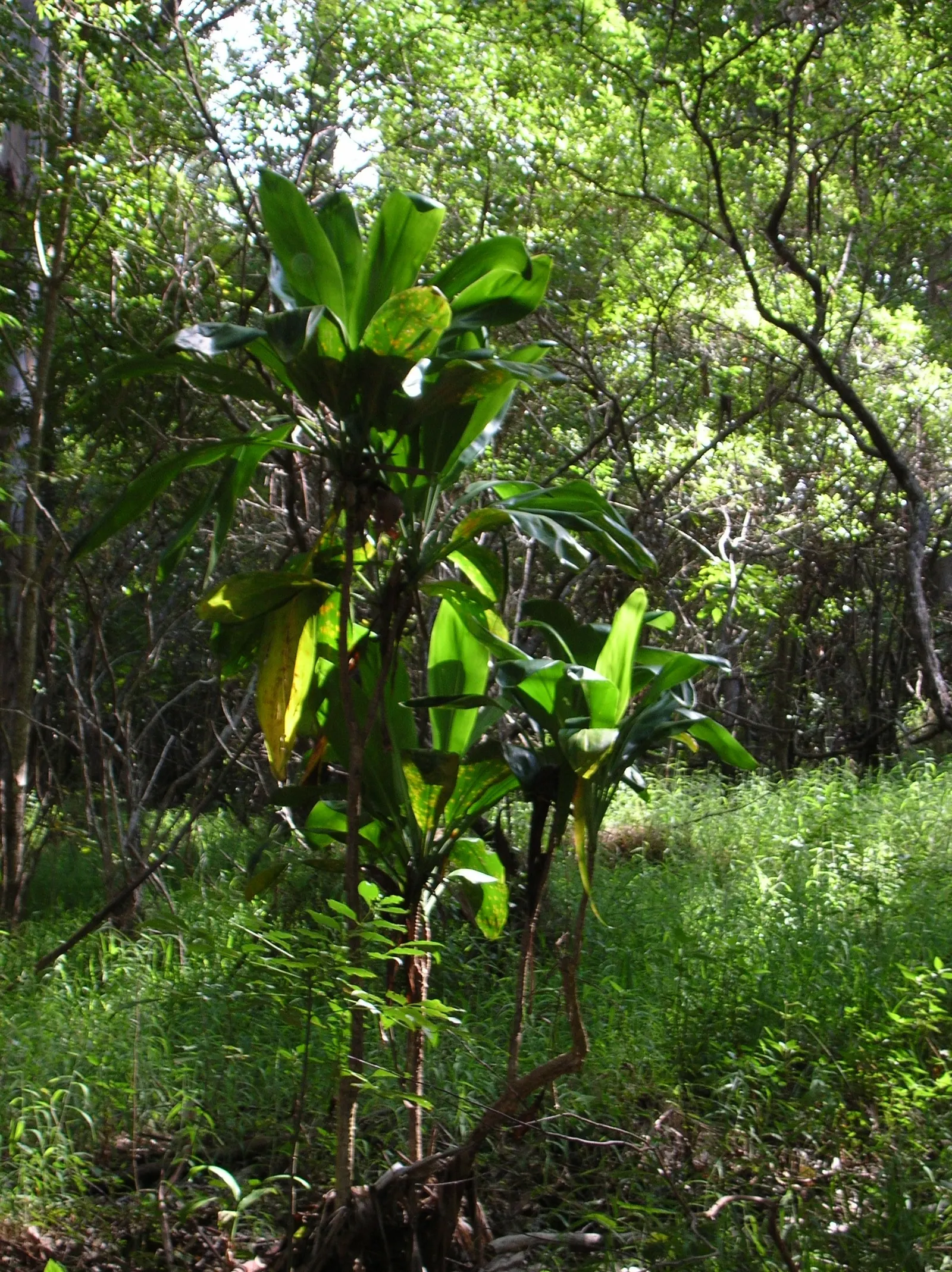 Hawaiian Ti Plant (Cordyline Terminalis) — vibrant leaves arching 1-2 ft long; consider placing it as a focal point or in groups to achieve a lush, image 107