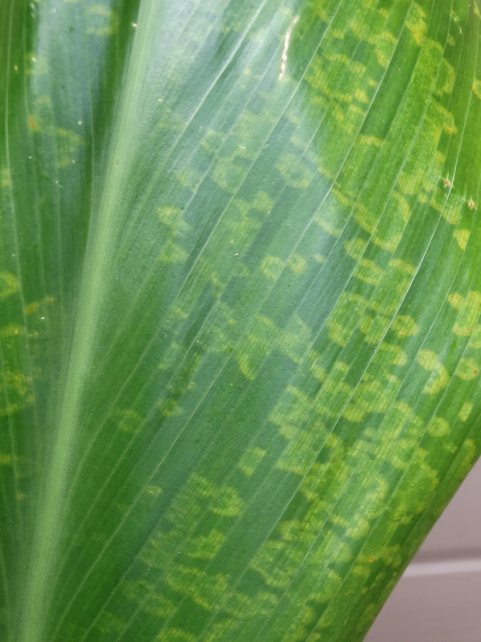 Hawaiian Ti Plant (Cordyline Terminalis) — consider placing it as a focal point or in groups to achieve a lush; enchanting both the client and, image 116