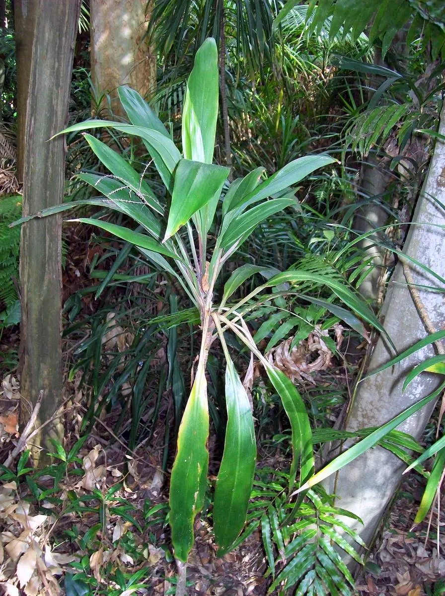 Hawaiian Ti Plant (Cordyline Terminalis) — vibrant leaves arching 1-2 ft long
