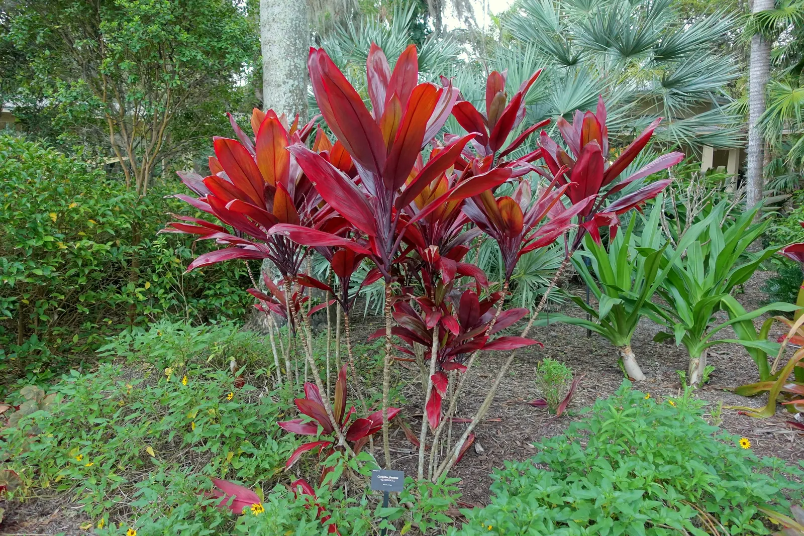 Hawaiian Ti Plant (Cordyline Terminalis) — from deep greens to variegated patterns of reds; perennial for full or half, image 99