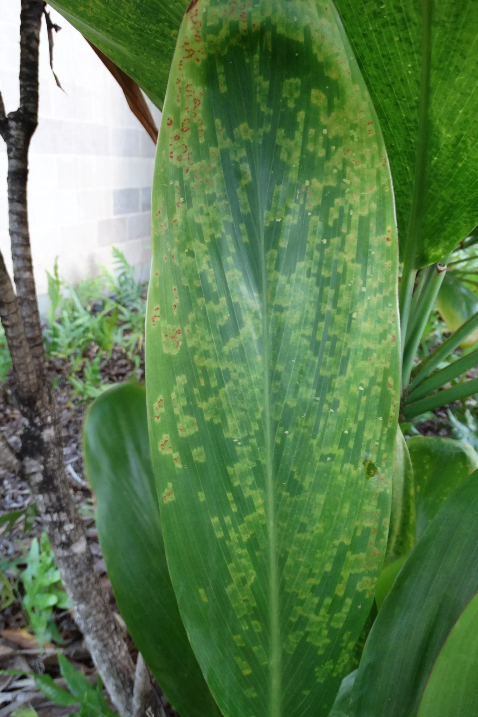 Hawaiian Ti Plant (Cordyline Terminalis) — Prefers indirect sunlight, growing 3-10 ft high and 2-4 ft wide at maturity, image 63