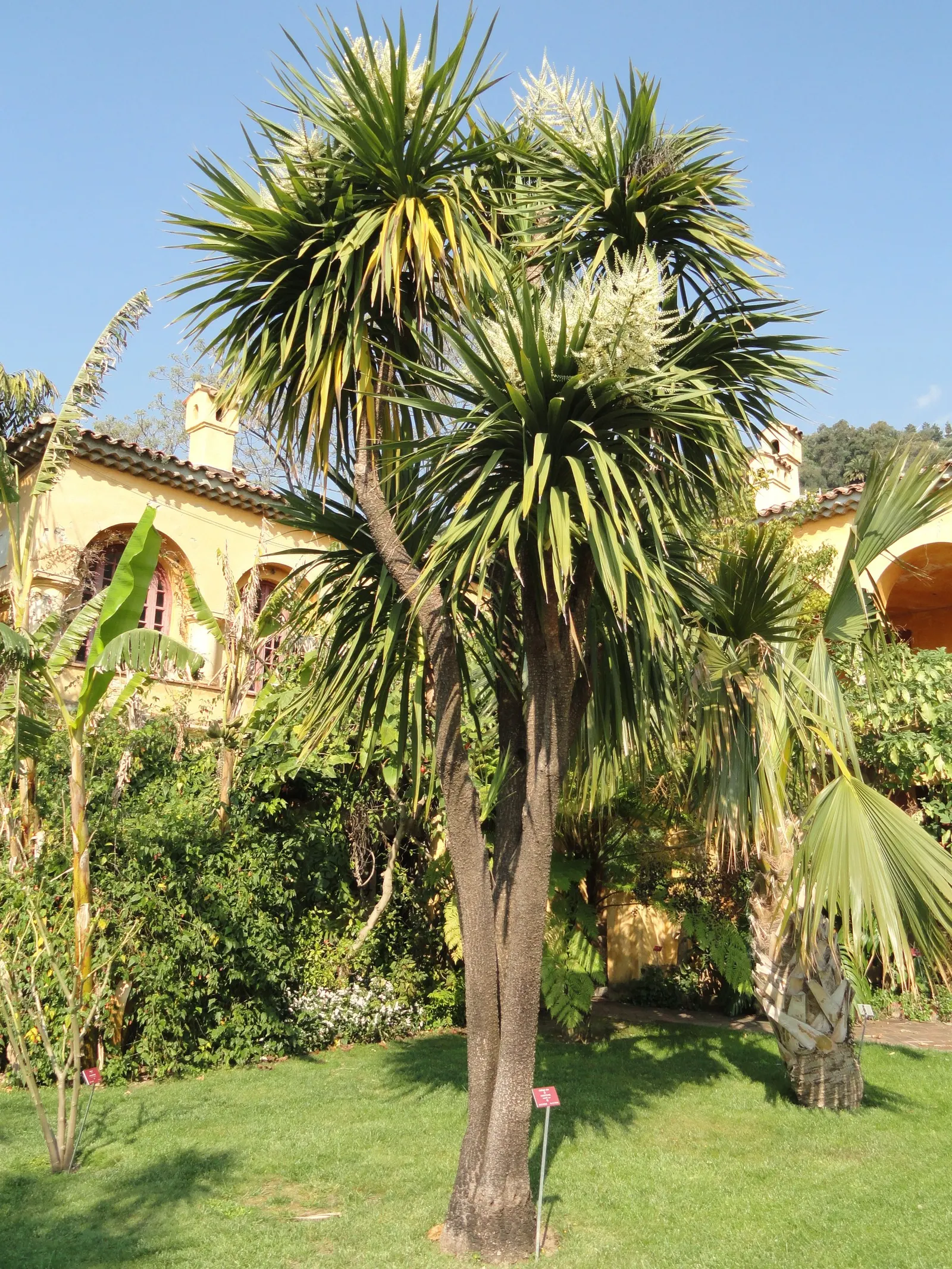 Hawaiian Ti Plant (Cordyline Terminalis) — enchanting both the client and visitors with its rich colors and striking appearance; seasonal blooms, image 74