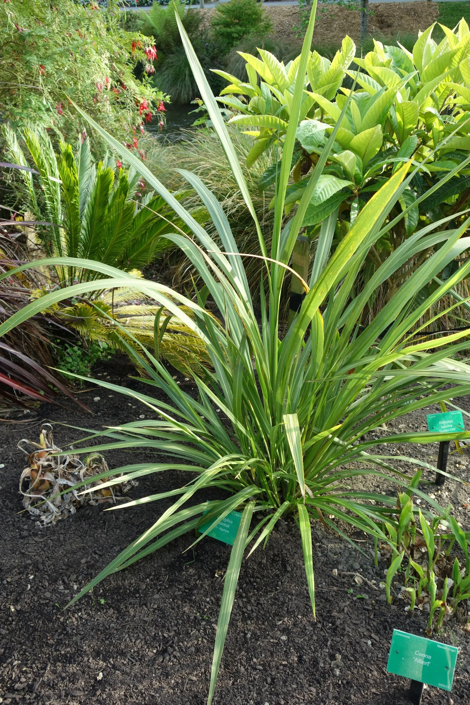 Hawaiian Ti Plant (Cordyline Terminalis) — This striking accent thrives in well-drained soil with moderate water; indicating suitability for warmer, image 169