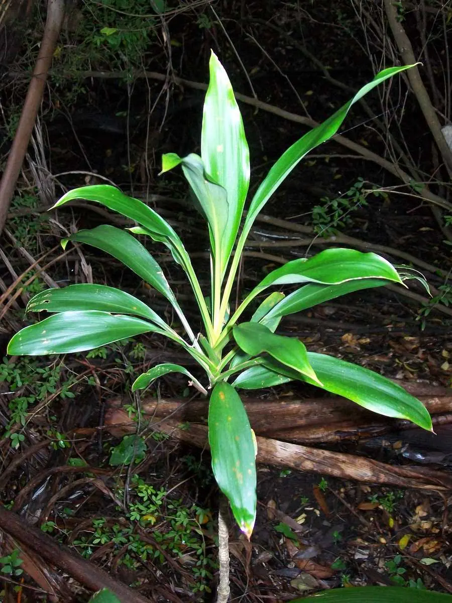 Hawaiian Ti Plant (Cordyline Terminalis) — Seasonal blooms, purple or white, appear atop 1 ft stalks; vibrant leaves arching 1-2 ft long, image 200