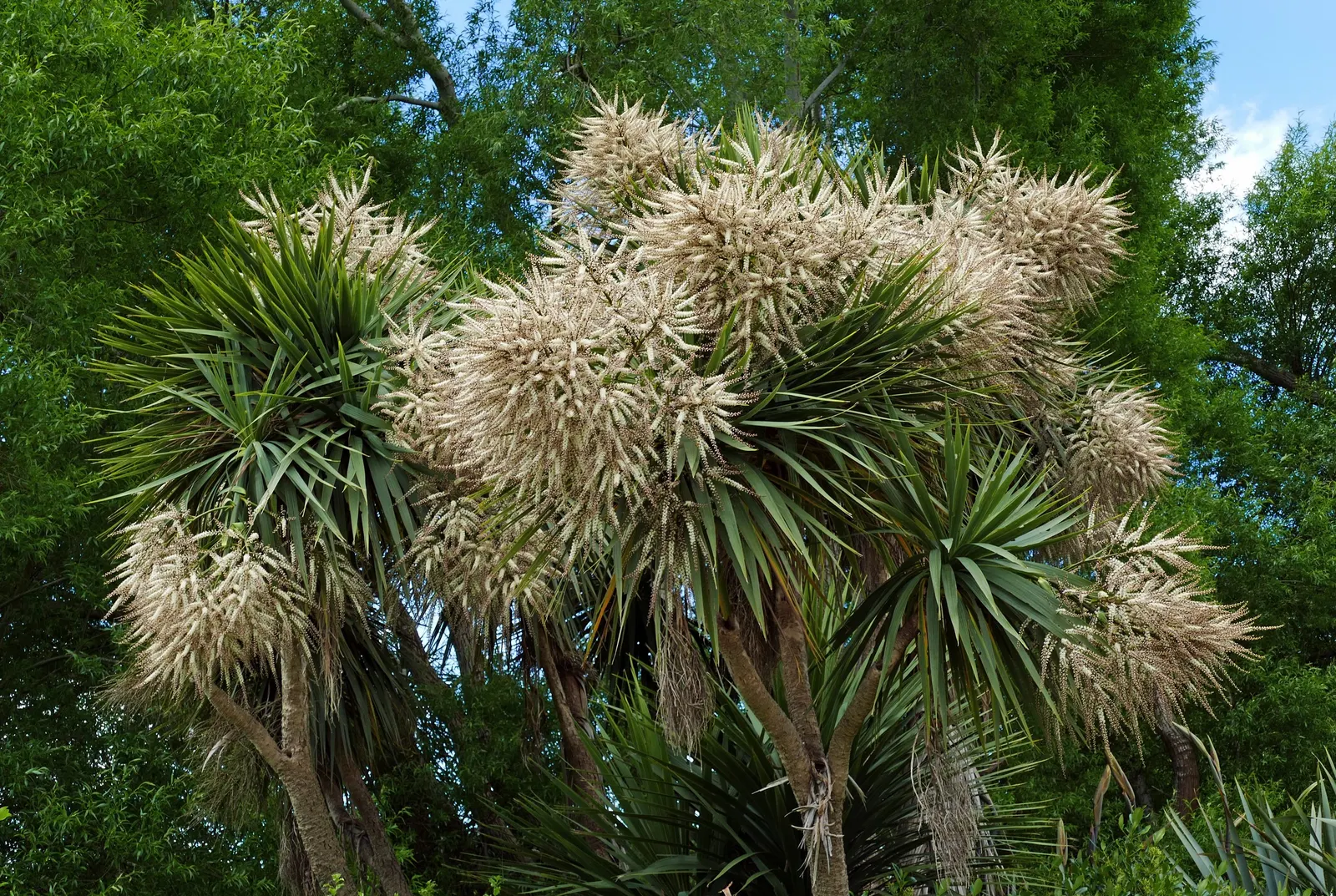 Hawaiian Ti Plant (Cordyline Terminalis) — imbues tropical flair with its evergreen; this striking accent thrives in well-drained soil with, image 151