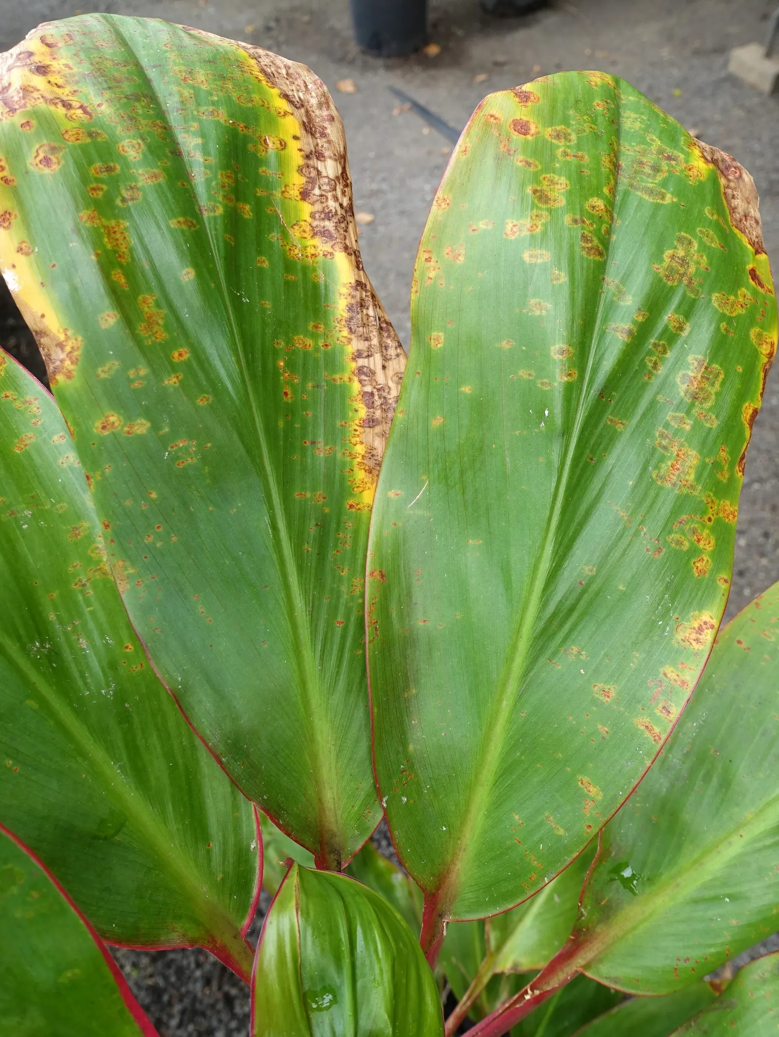 Hawaiian Ti Plant (Cordyline Terminalis) — Seasonal blooms, purple or white, appear atop 1 ft stalks; vibrant leaves arching 1-2 ft long, image 110
