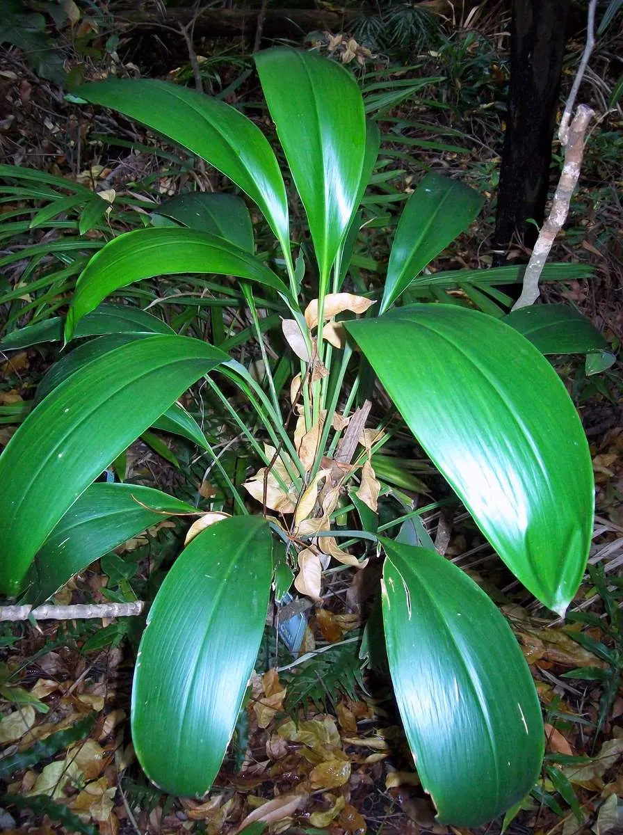 Hawaiian Ti Plant (Cordyline Terminalis) — enchanting both the client and visitors with its rich colors and striking appearance; seasonal blooms, purple or