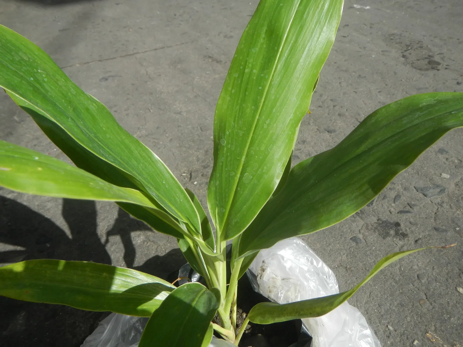 Hawaiian Ti Plant (Cordyline Terminalis) — Cordyline fruticosa (formerly known as Cordyline terminalis); imbues tropical flair with its evergreen, image 112