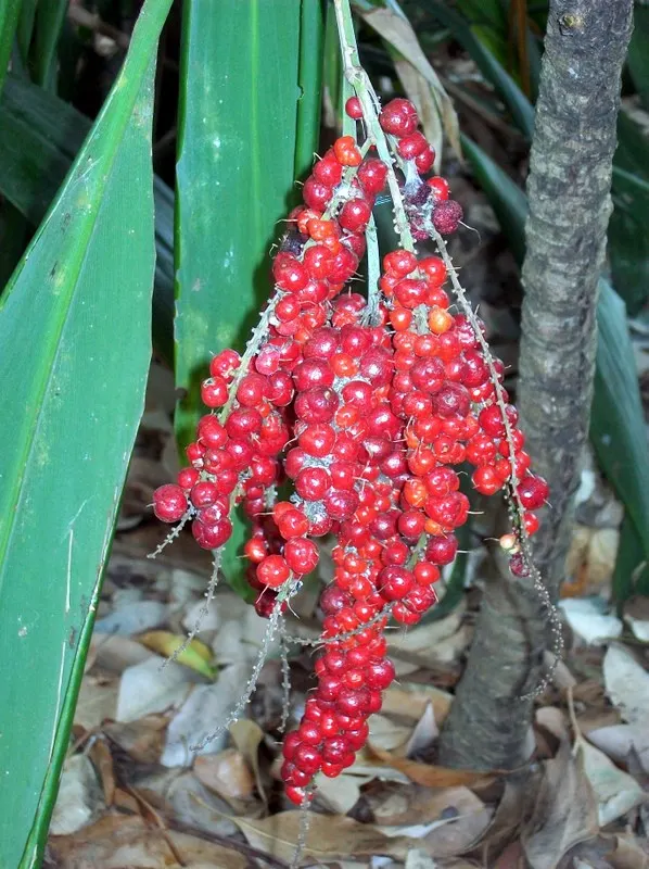 Hawaiian Ti Plant (Cordyline Terminalis) — imbues tropical flair with its evergreen; this striking accent thrives in well-drained soil with, image 166