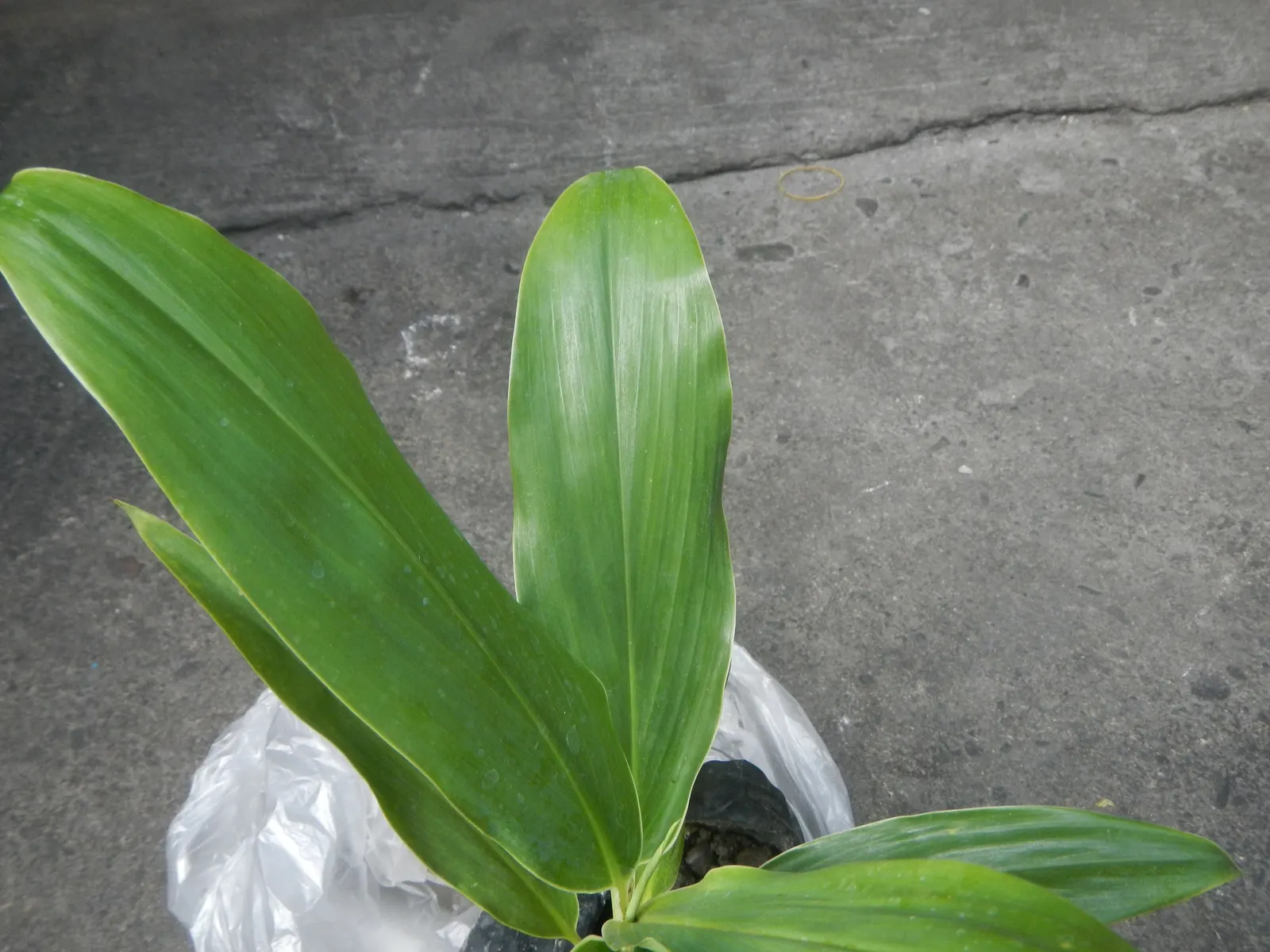 Hawaiian Ti Plant (Cordyline Terminalis) — This striking accent thrives in well-drained soil with moderate water; indicating suitability for warmer climates or