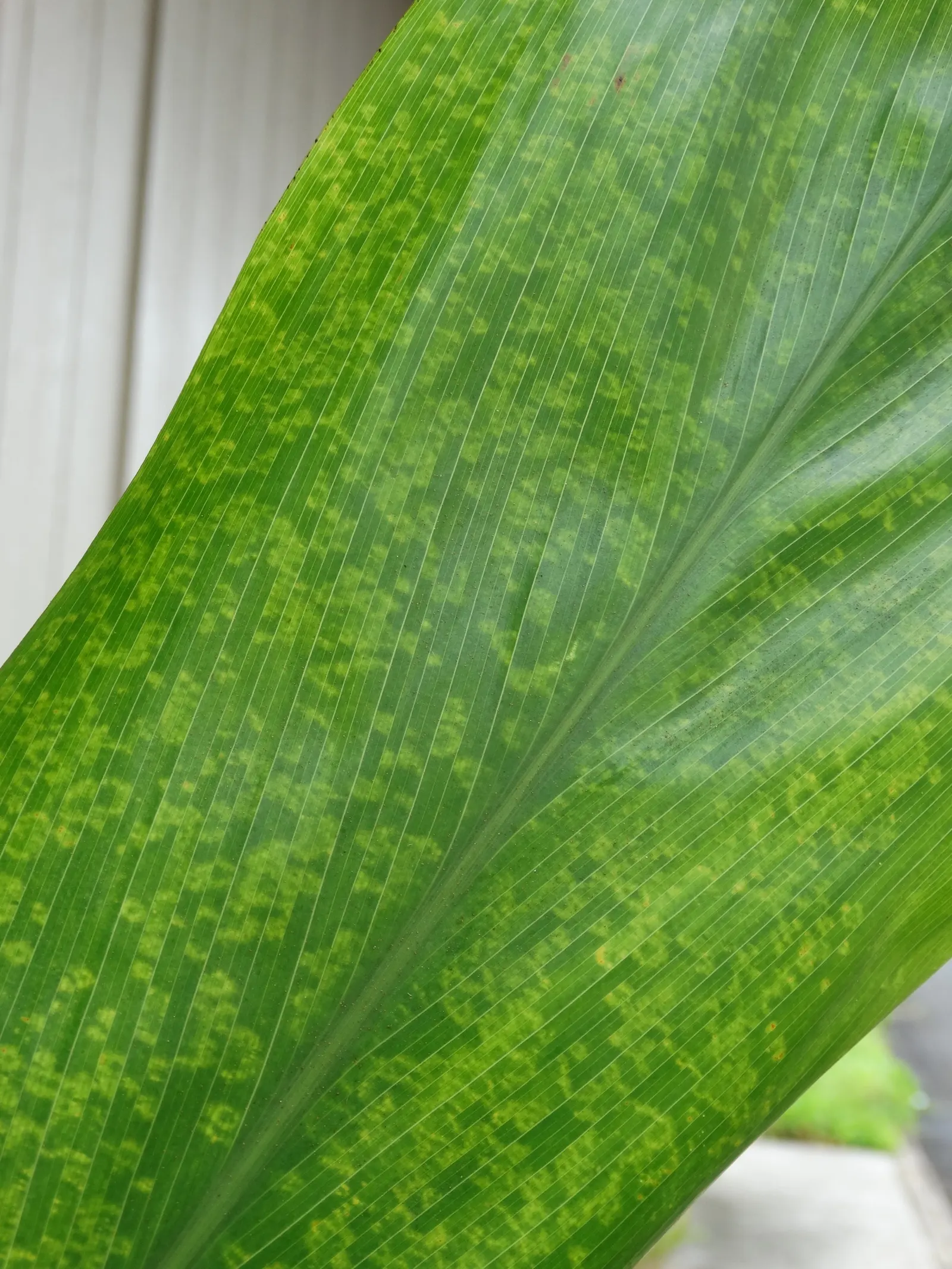 Hawaiian Ti Plant (Cordyline Terminalis) — enchanting both the client and visitors with its rich colors and striking appearance; seasonal blooms, image 104