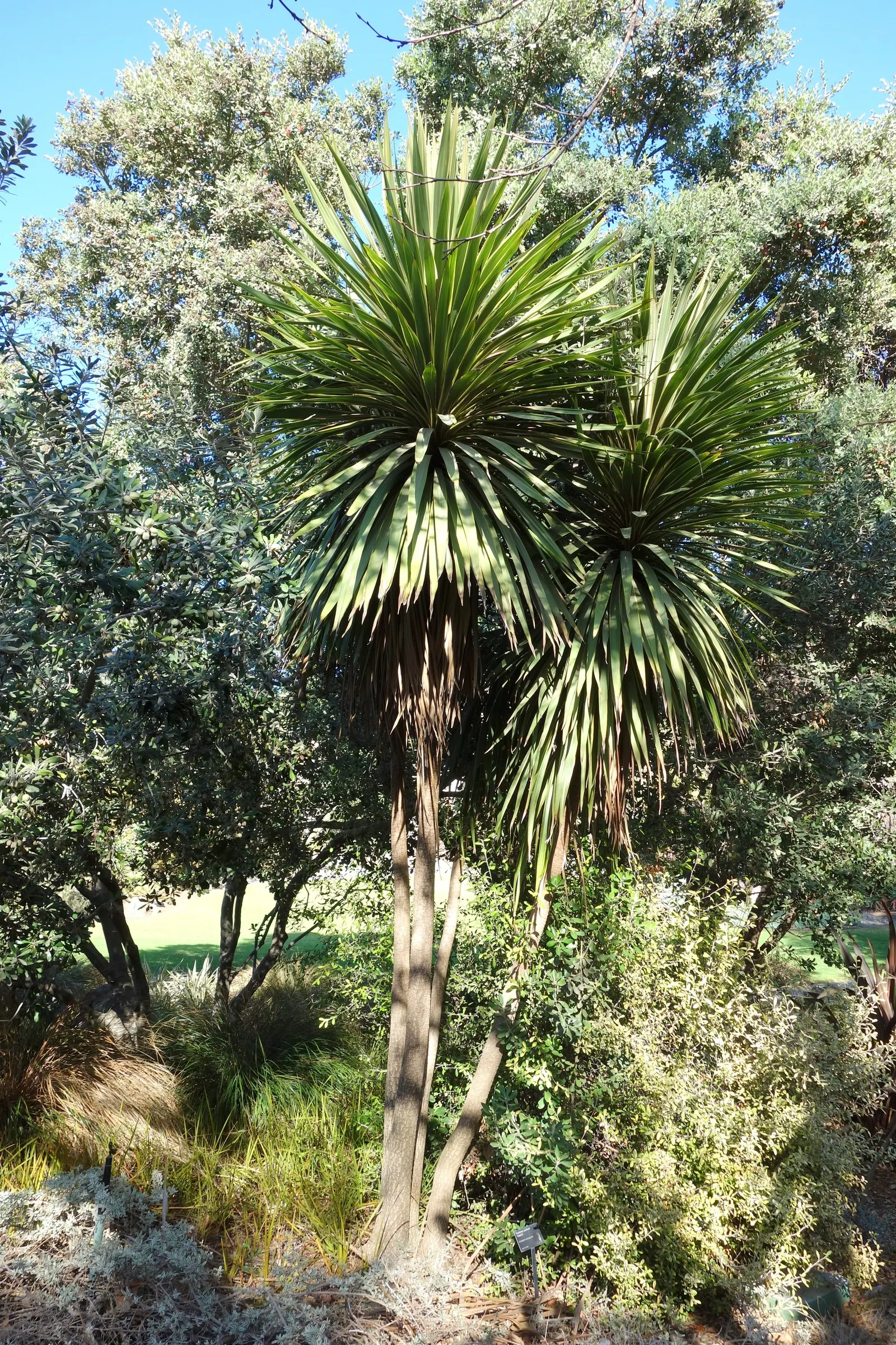 Hawaiian Ti Plant (Cordyline Terminalis) — perennial for full or half; regular watering to maintain evenly moist soil and an application of a, image 135