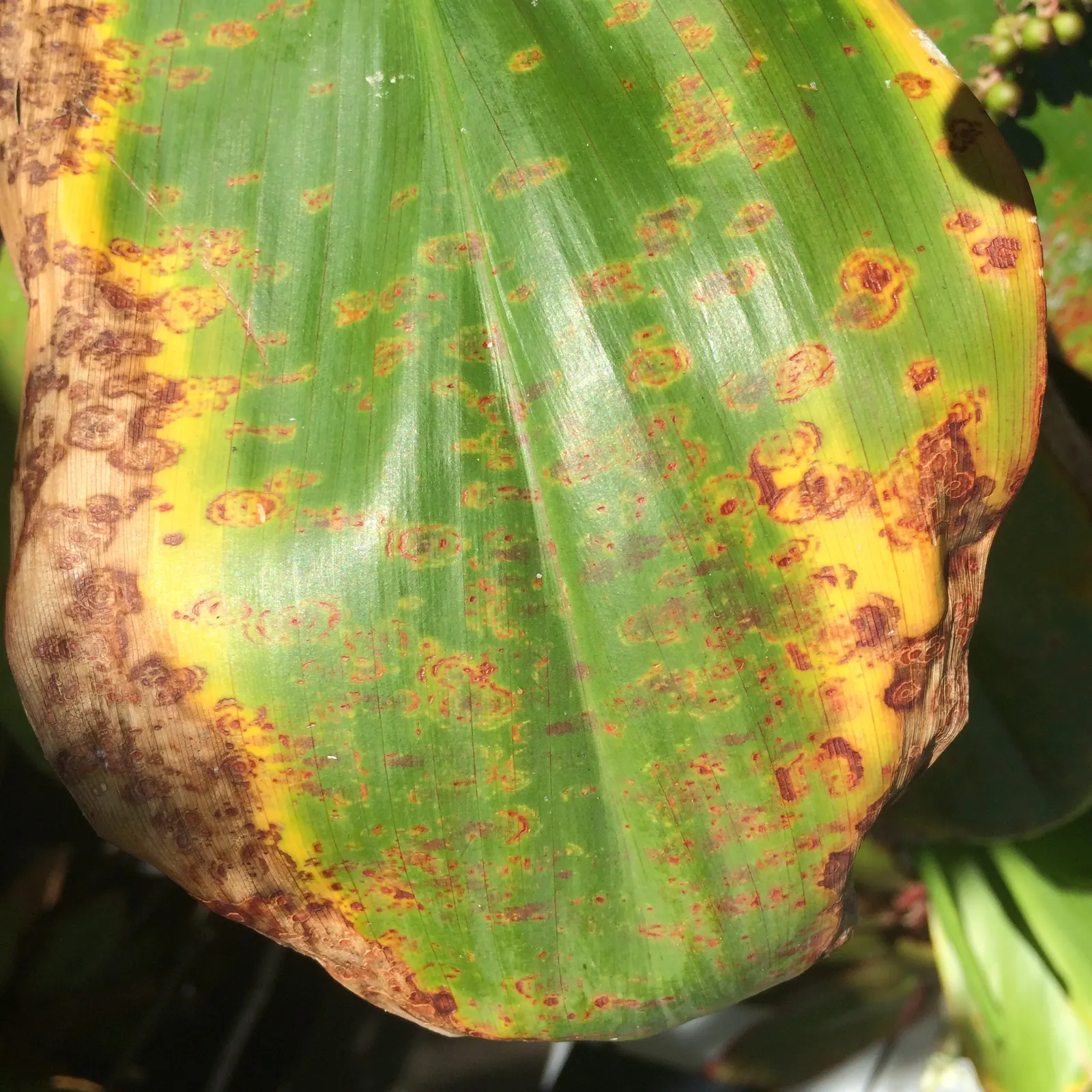 Hawaiian Ti Plant (Cordyline Terminalis) — Cordyline fruticosa (formerly known as Cordyline terminalis); imbues tropical flair with its evergreen, image 202
