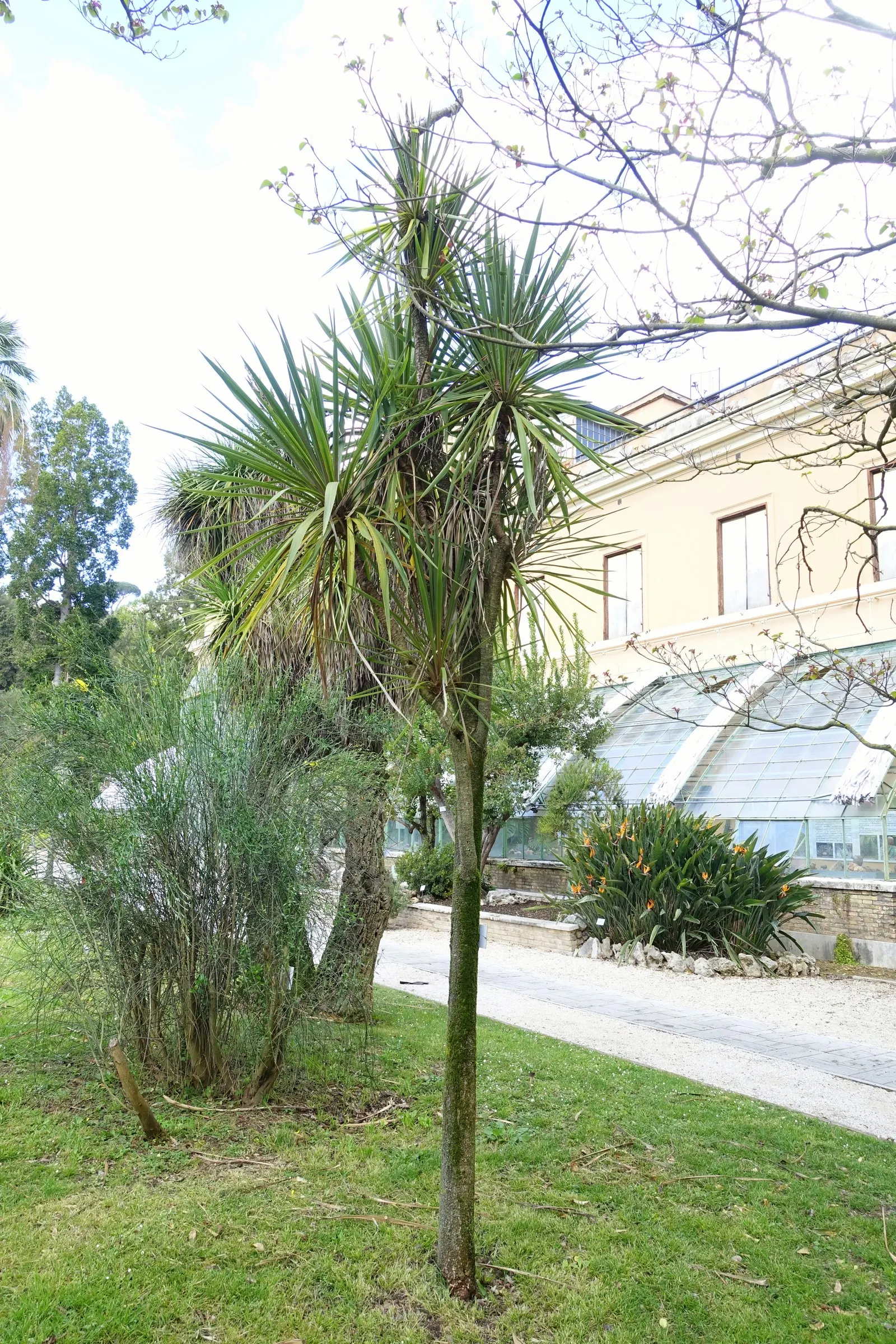 Hawaiian Ti Plant (Cordyline Terminalis) — imbues tropical flair with its evergreen; this striking accent thrives in well-drained soil with, image 46