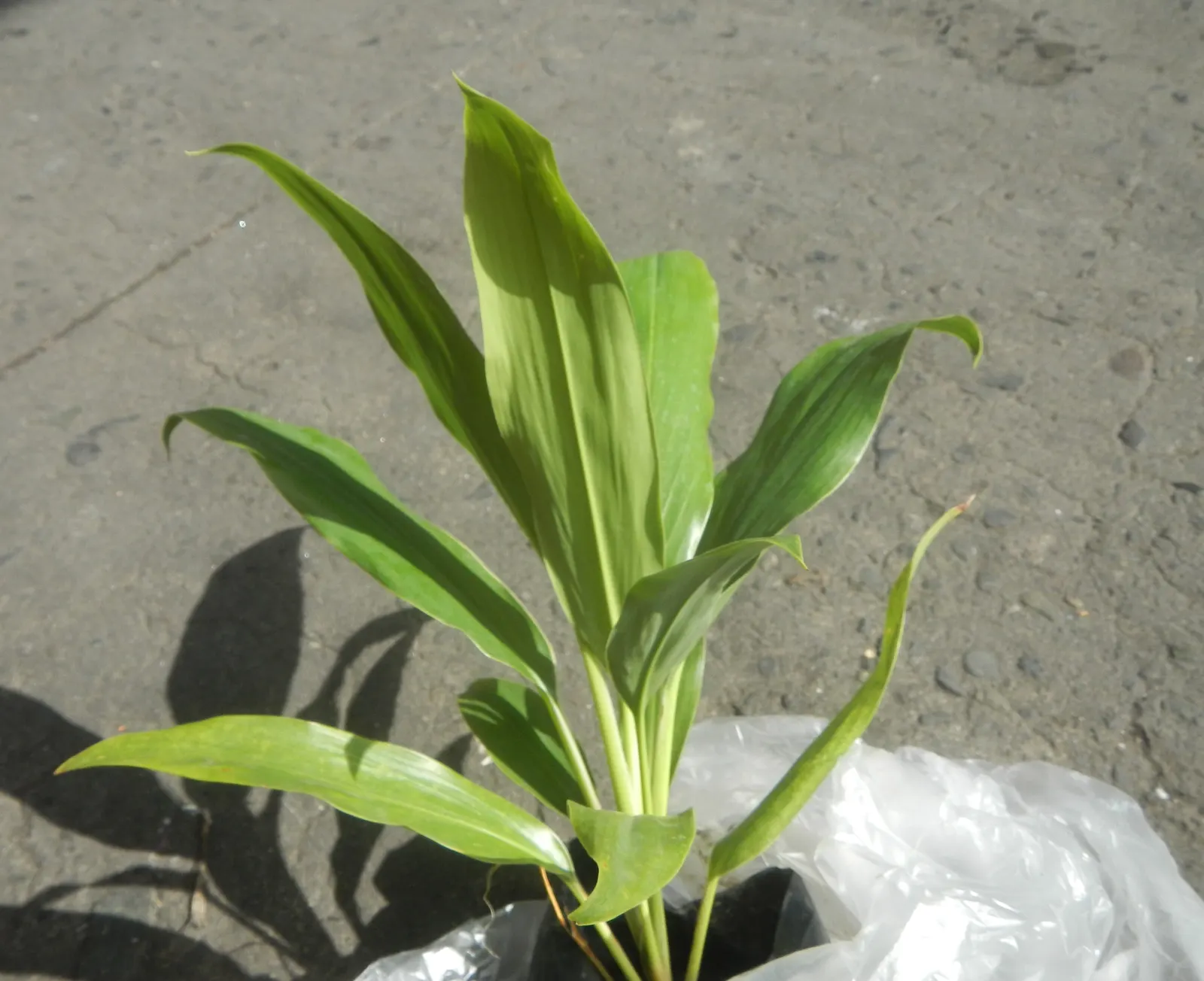 Hawaiian Ti Plant (Cordyline Terminalis) — this resilient and low-maintenance plant can become a captivating feature, image 28