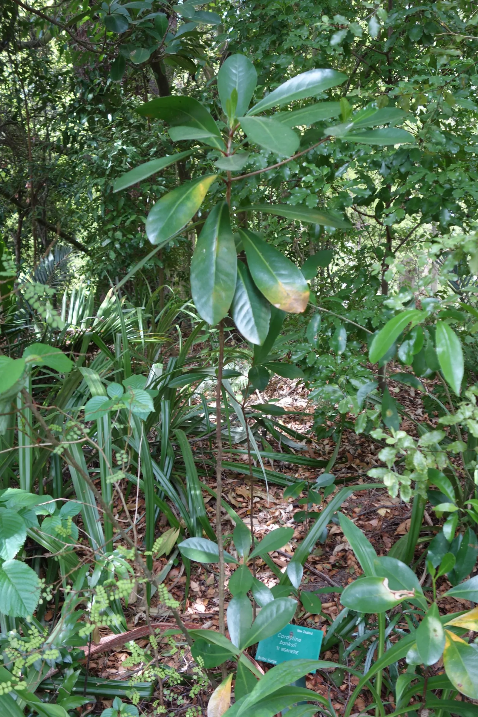 Hawaiian Ti Plant (Cordyline Terminalis) — Excellent for statement bordering or container planting, offering year-round foliage interest; from deep, image 156