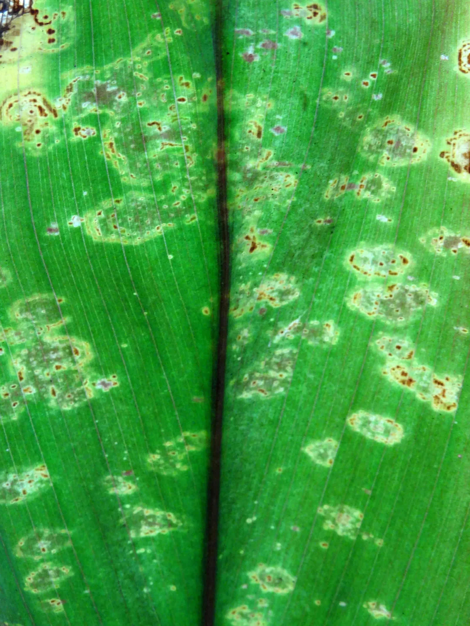 Hawaiian Ti Plant (Cordyline Terminalis) — indicating suitability for warmer climates or as a houseplant in cooler regions; cordyline fruticosa (formerly known