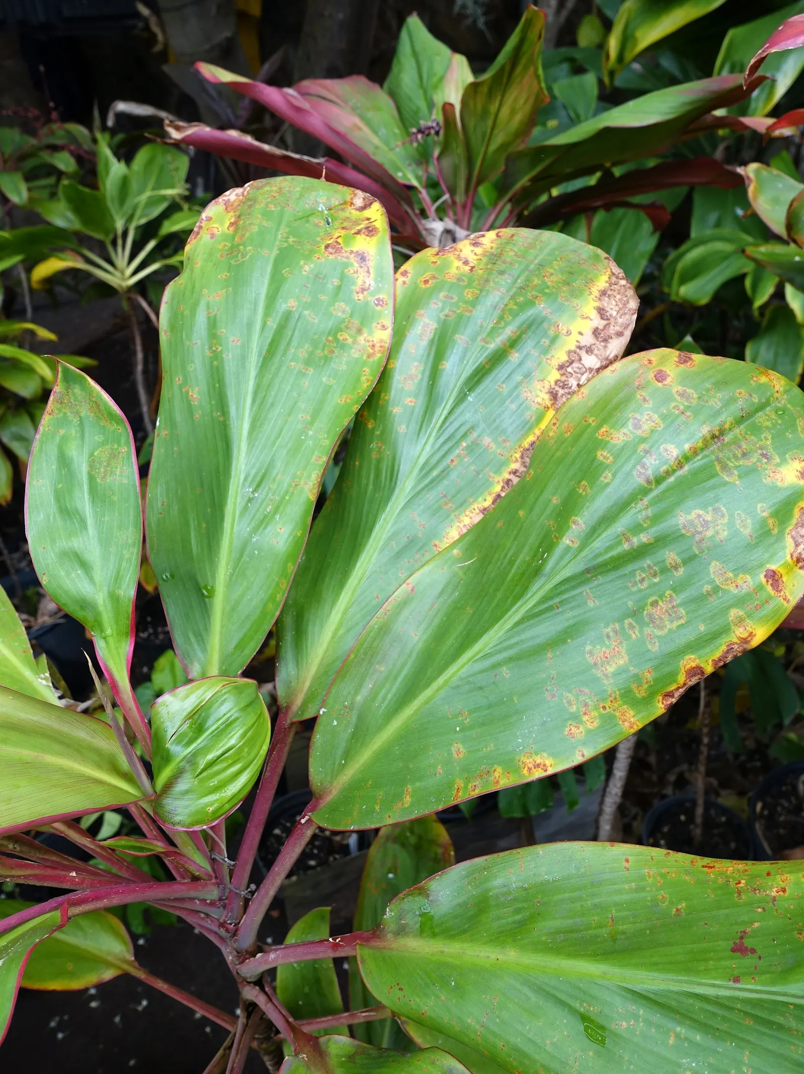 Hawaiian Ti Plant (Cordyline Terminalis) — imbues tropical flair with its evergreen; this striking accent thrives in well-drained soil with, image 91