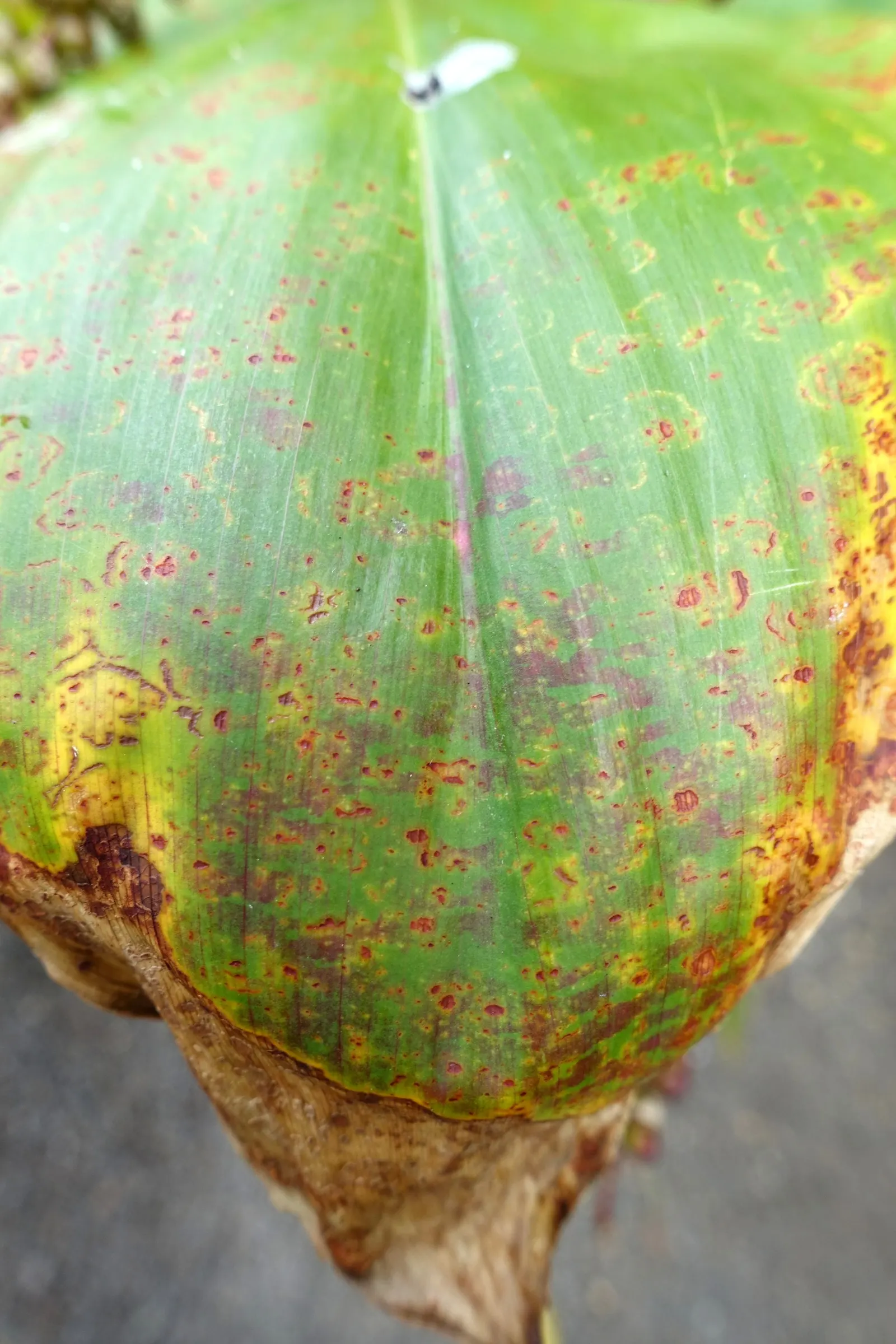 Hawaiian Ti Plant (Cordyline Terminalis) — Regular watering to maintain evenly moist soil and an application of a balanced; excellent for statement, image 132