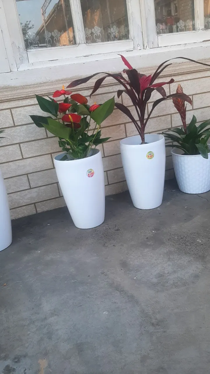 Hawaiian Ti Plant (Cordyline Terminalis) — from deep greens to variegated patterns of reds; perennial for full or half, image 129