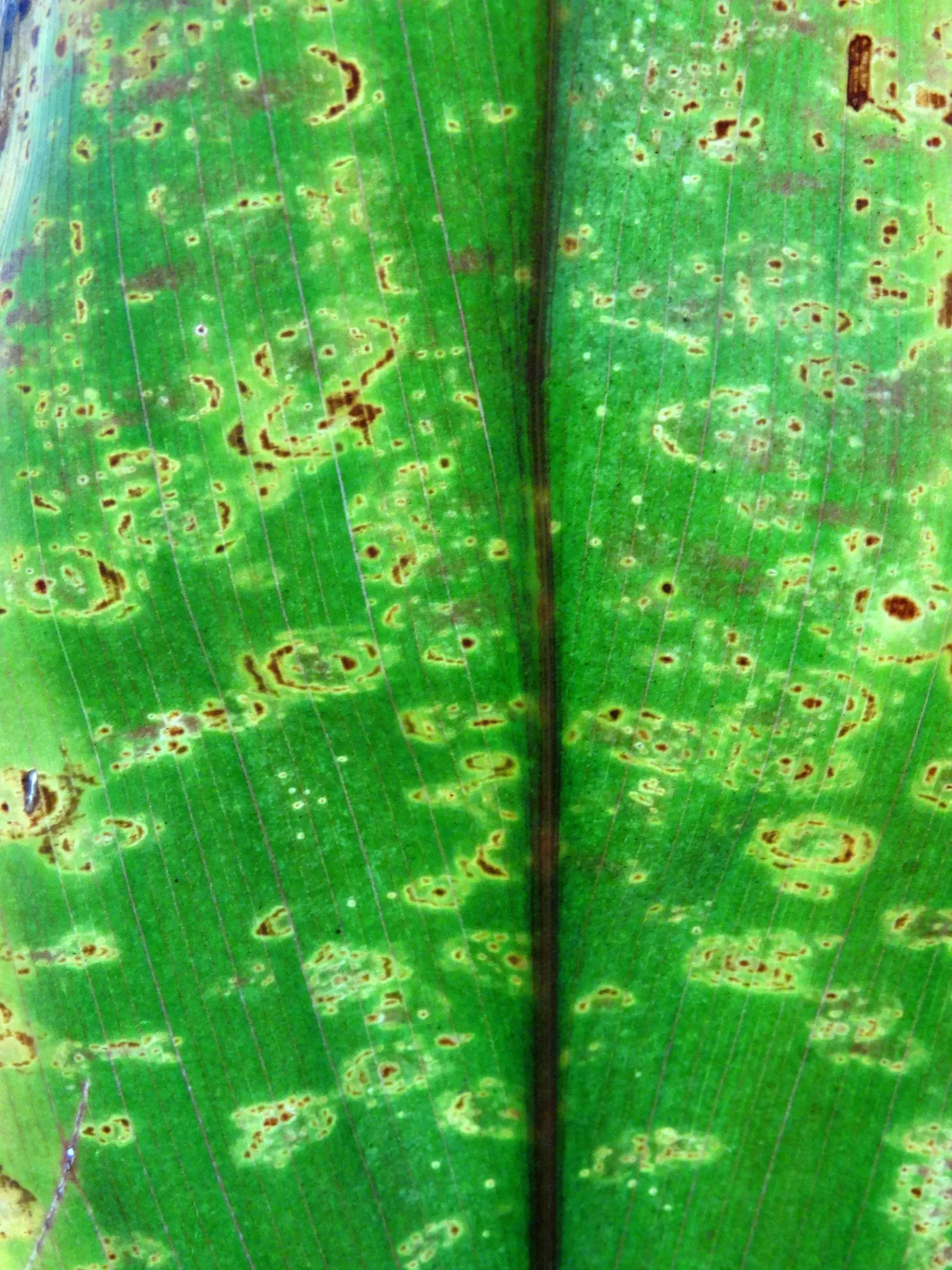 Hawaiian Ti Plant (Cordyline Terminalis) — from deep greens to variegated patterns of reds; perennial for full or half, image 174