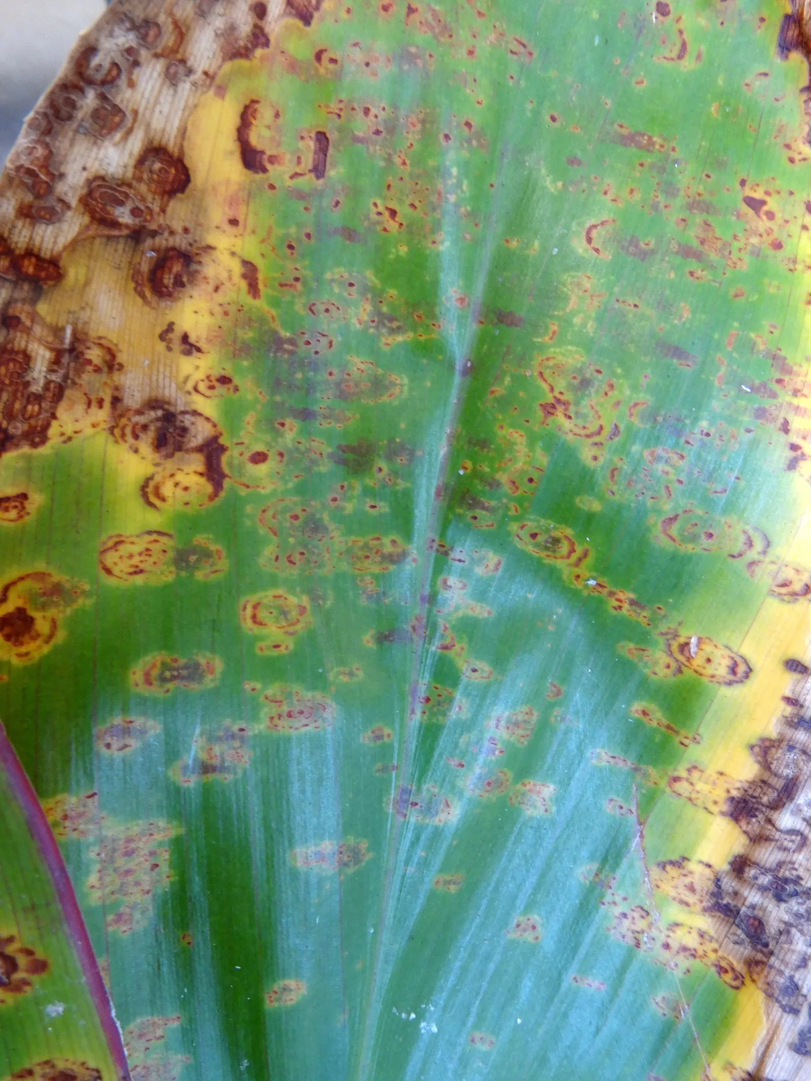 Hawaiian Ti Plant (Cordyline Terminalis) — Prefers indirect sunlight, growing 3-10 ft high and 2-4 ft wide at maturity, image 33